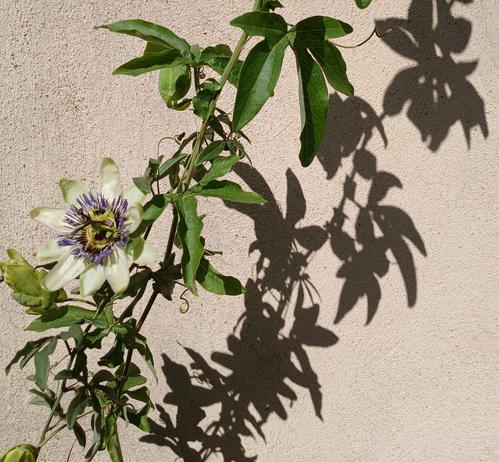 Gros plan sur une fleur de passiflore et l'ombre de la liane sur le mur derrière
