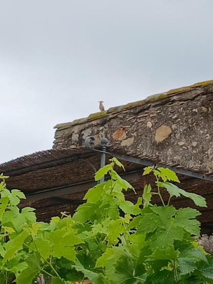Une huppe faciée perchée sur un vieux mur, surplombe un ciel gris ; une vigne au premier plan cache une partie de l'image.
La huppe appelle, depuis plusieurs jours déjà... elle veut ken et se multiplier.