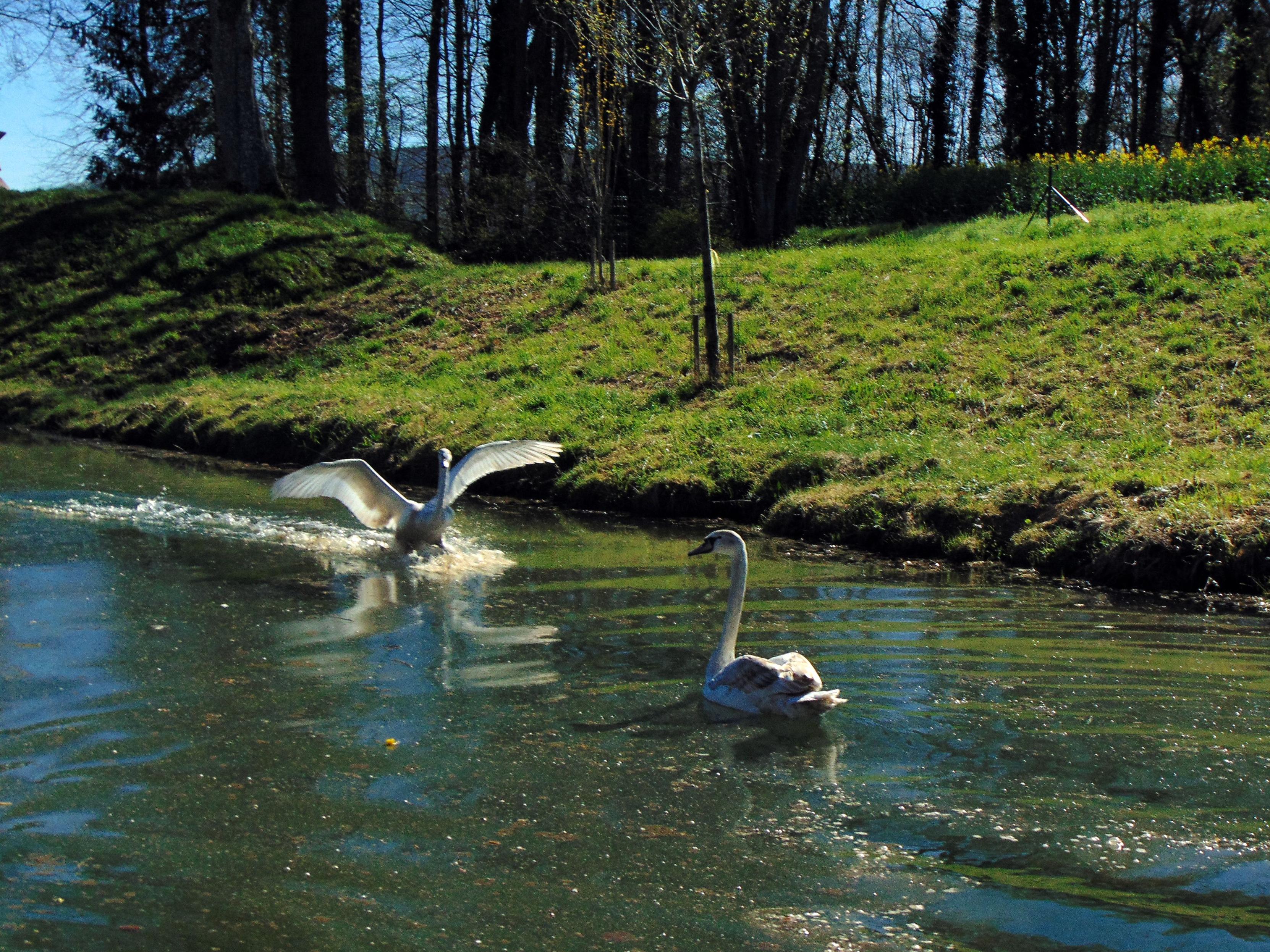 Un cygne en plein atterrissage et un autre sur le plan d'eau.

A swan landing and another one already on the water.