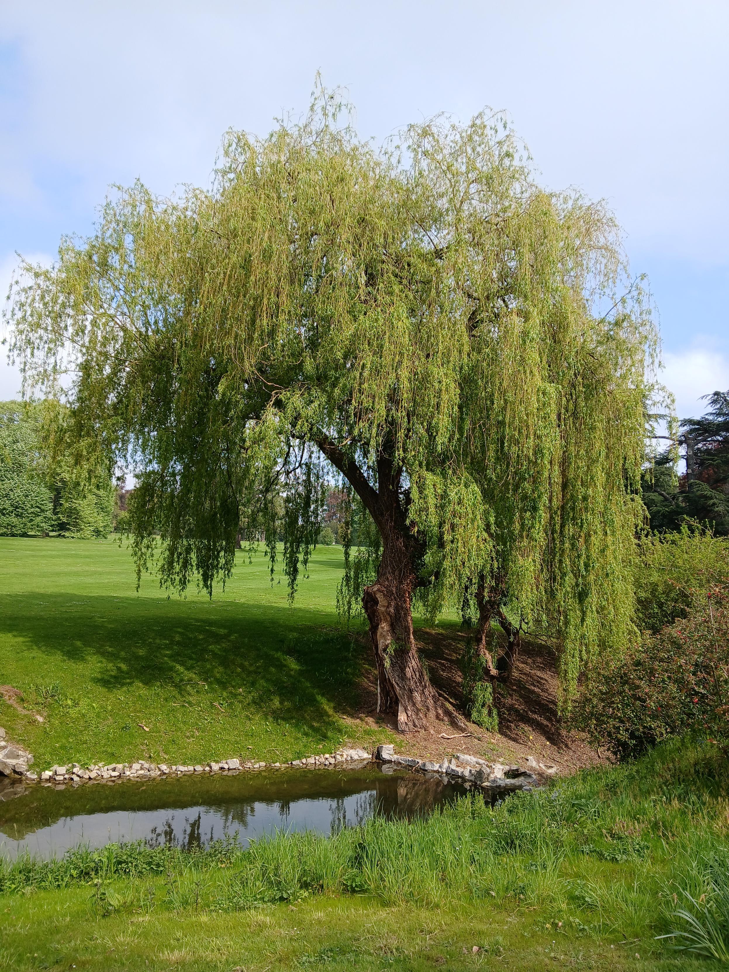 Un arbre au tronc large au bord d’un petit plan d’eau. 

A tree with a thick trunk near a pond.