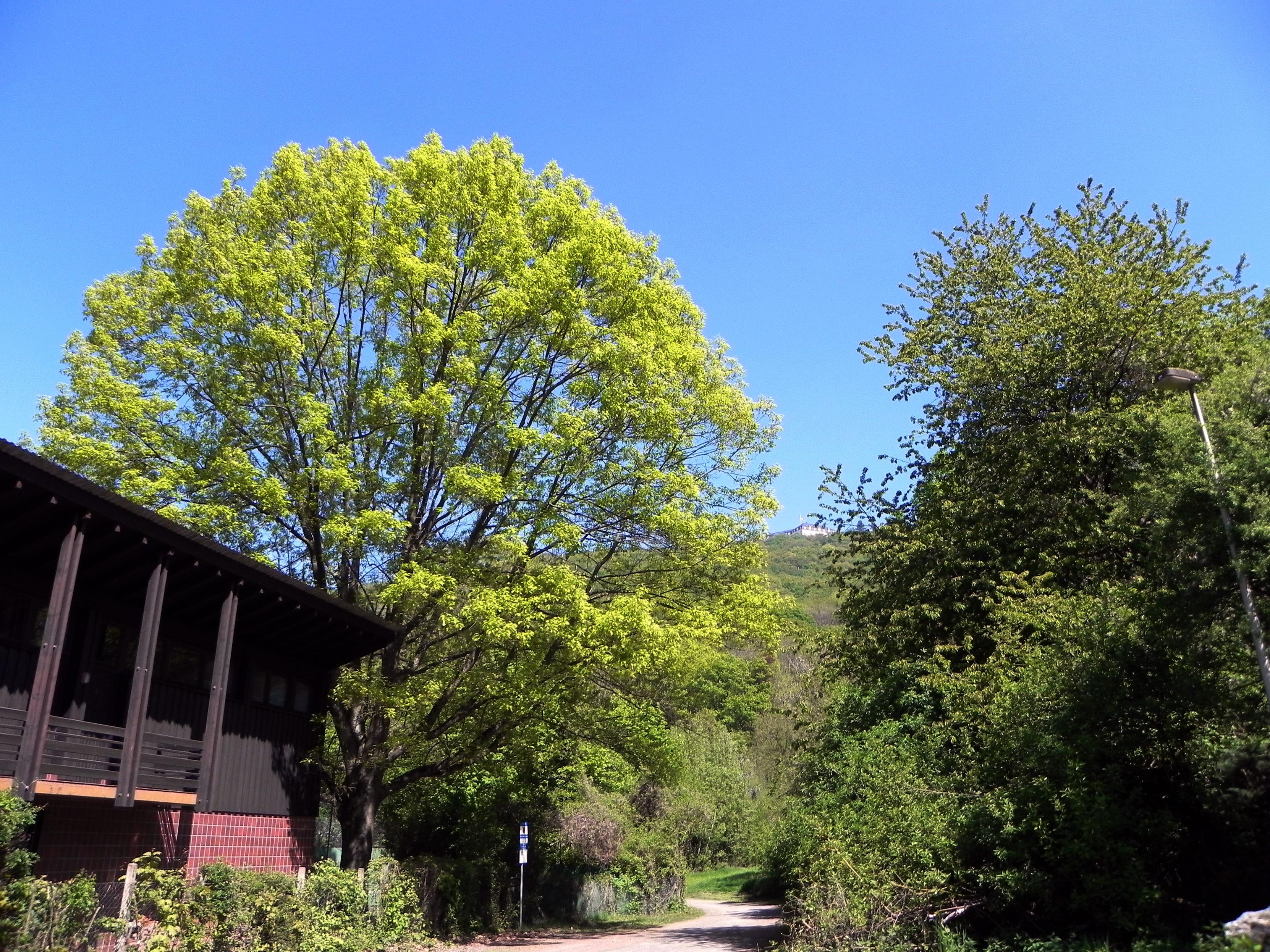 A l'arrivée en bas du Bittweg (chemin de prière), un magnifique chêne à gauche et sur les hauteurs le grand hôtel du Petersberg.

On arrival at the bottom of the Bittweg (prayer path), a magnificent oak tree on the left and on the heights the large Petersberg hotel.