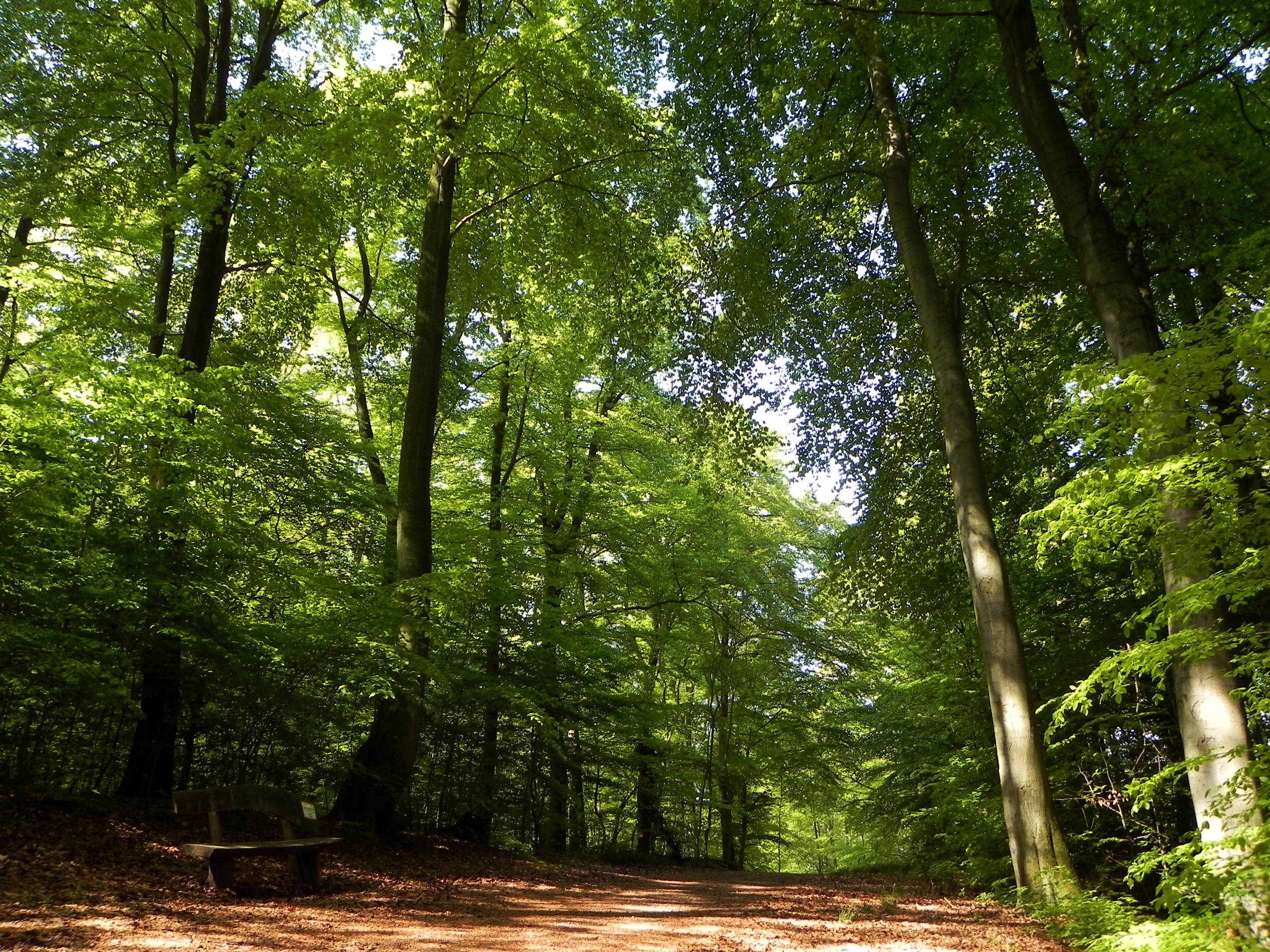 Un chemin avec un banc dans une forêt dense et des arbres en pleine feuillaison et les feuilles sont vert tendre.

A path with a bench in a dense forest and trees in full foliage and the leaves are soft green.