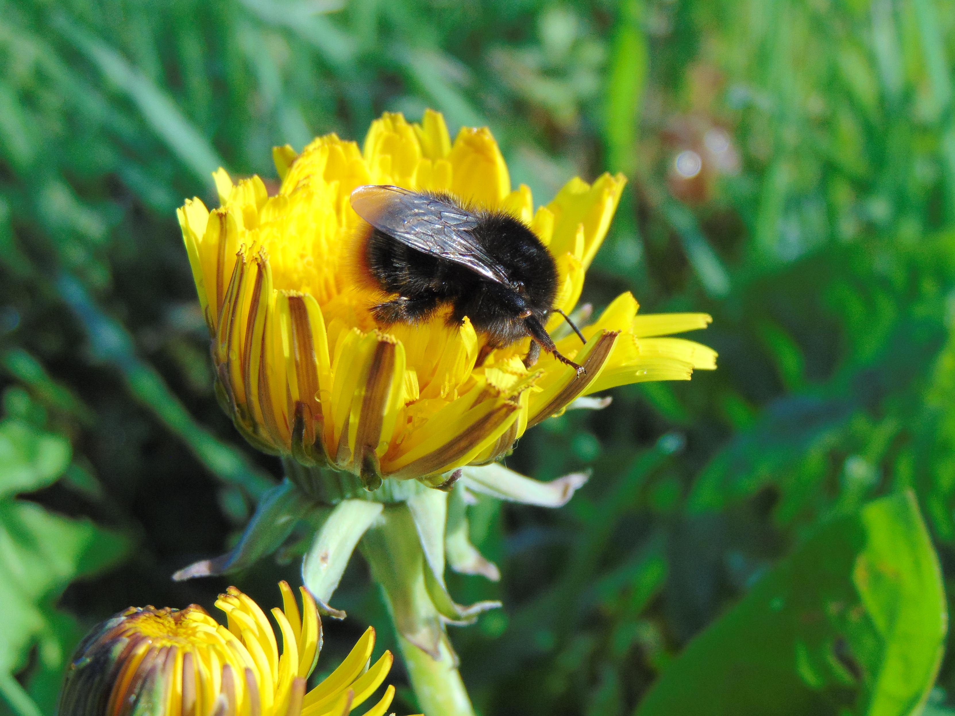 Un bourdon des pierres (Bombus lapidarius) explore minutieusement une fleur de pissenlit. 

A red-tailed bumblebee (Bombus lapidarius) carefully explores a dandelion flower.
