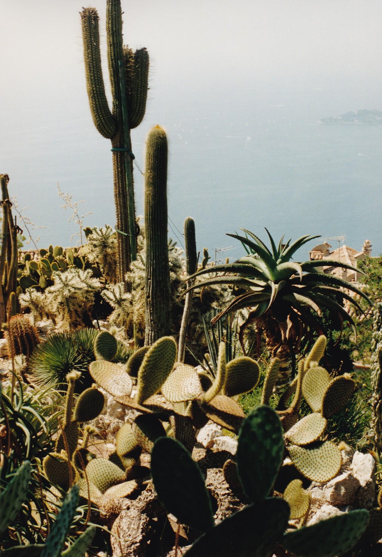 Cactus sur fond de mer au jardin exotique à Èze dans les Alpes-Maritimes.