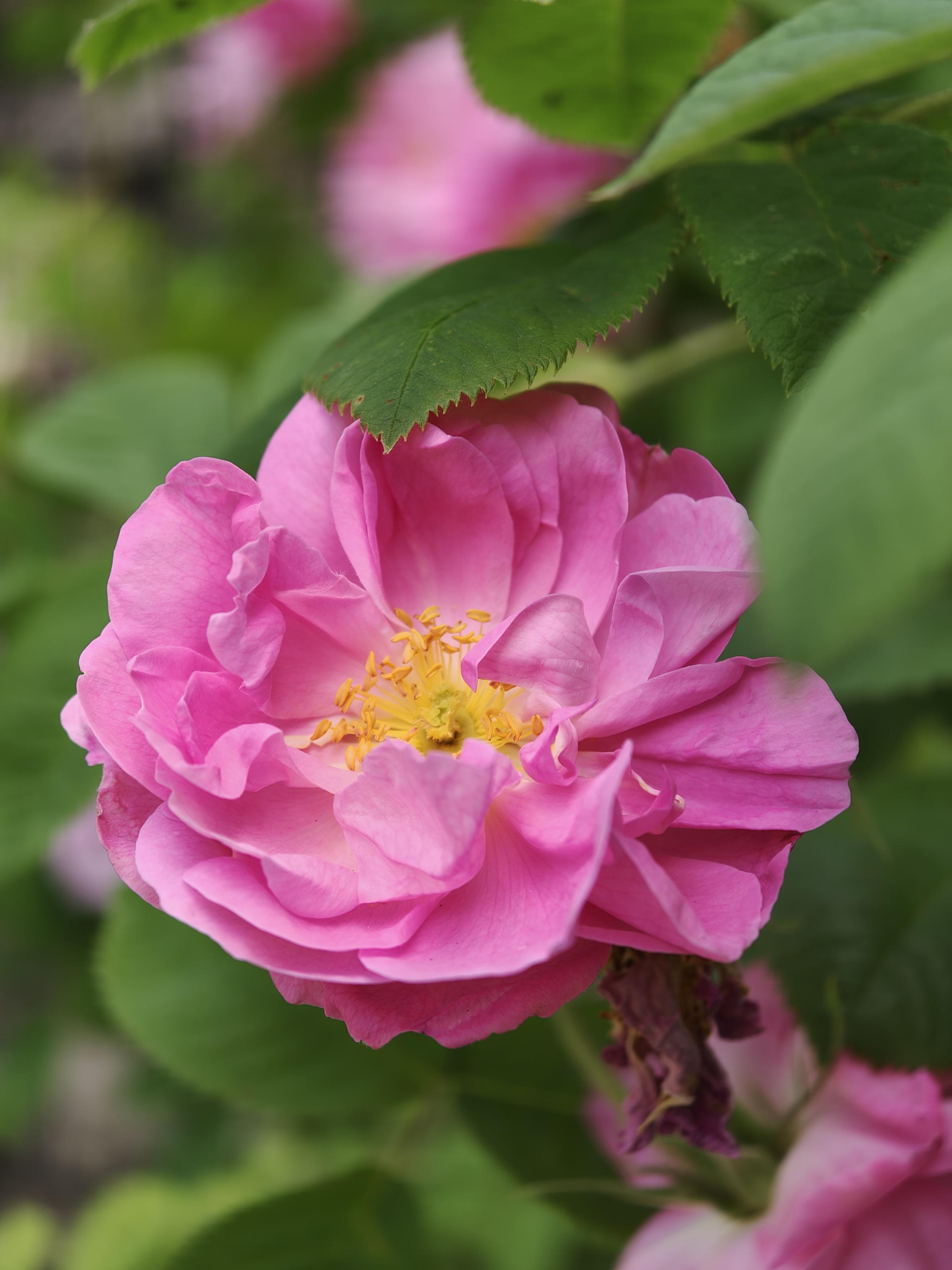 Rose rose parfumée
