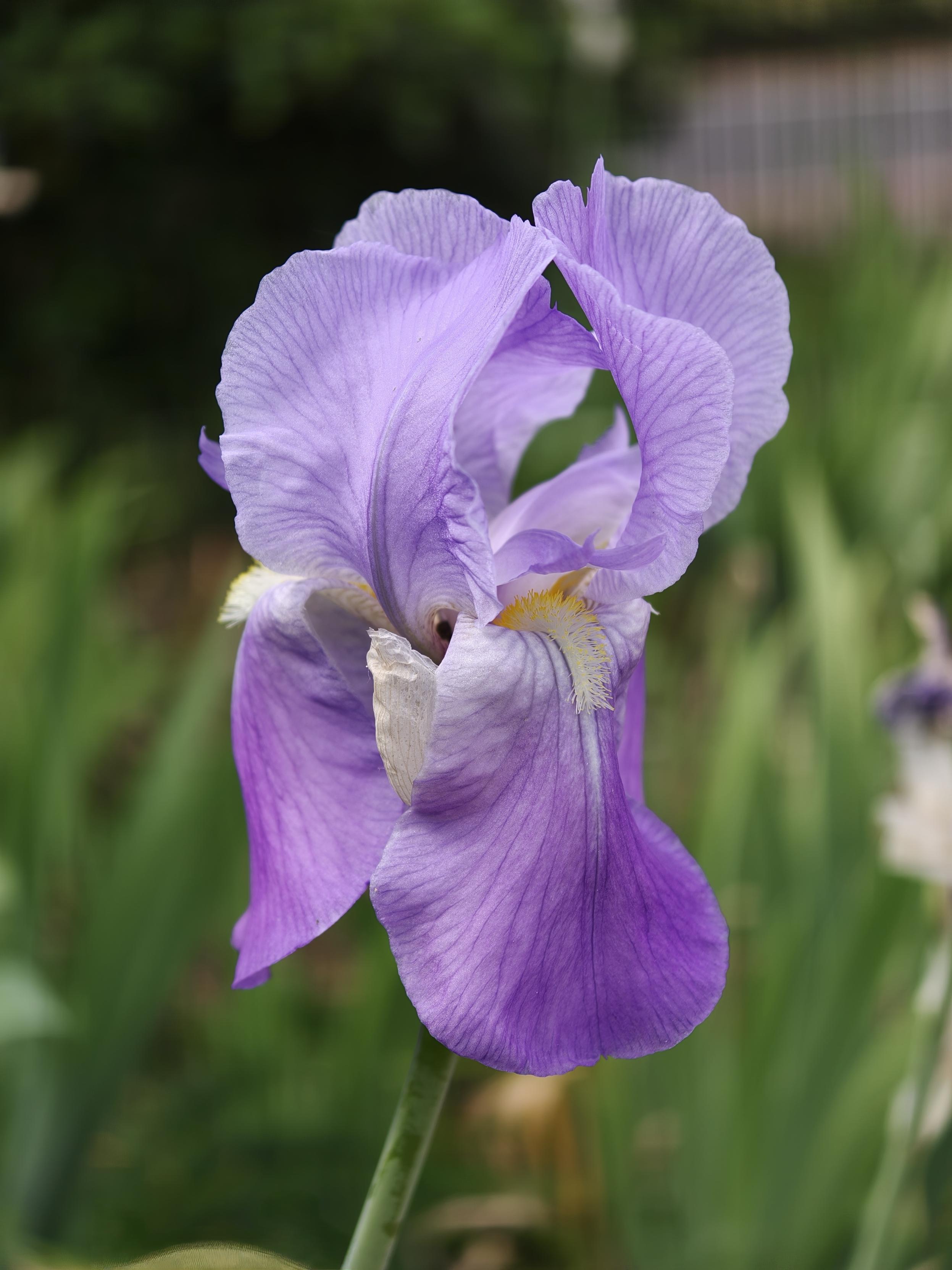 Fleur d'Iris