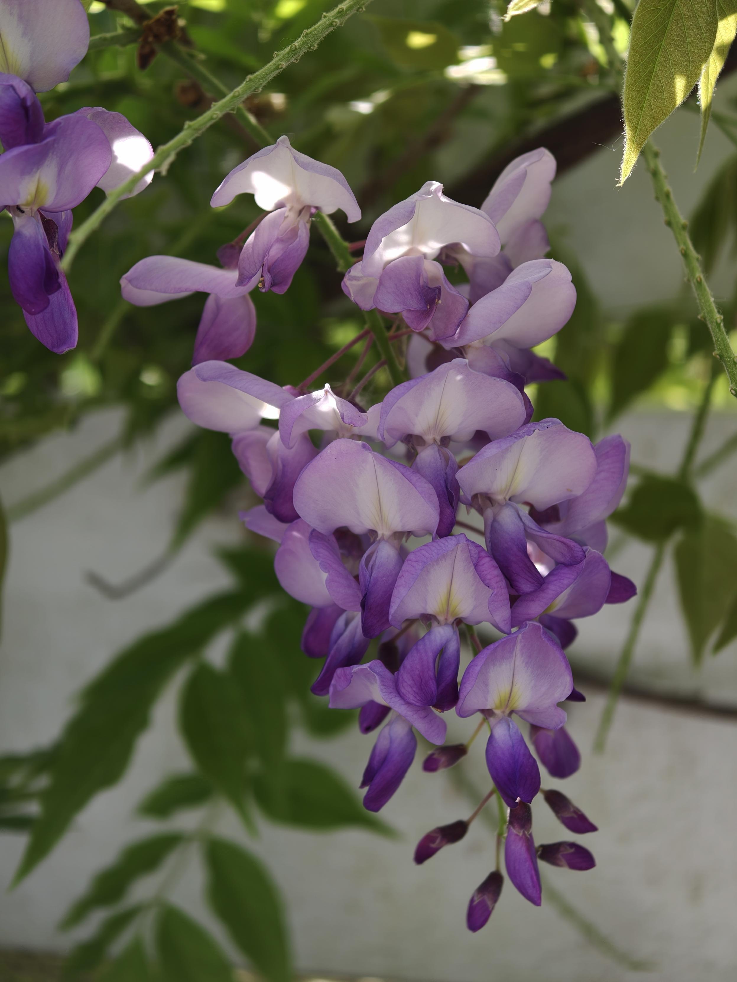 Fleur de glycine