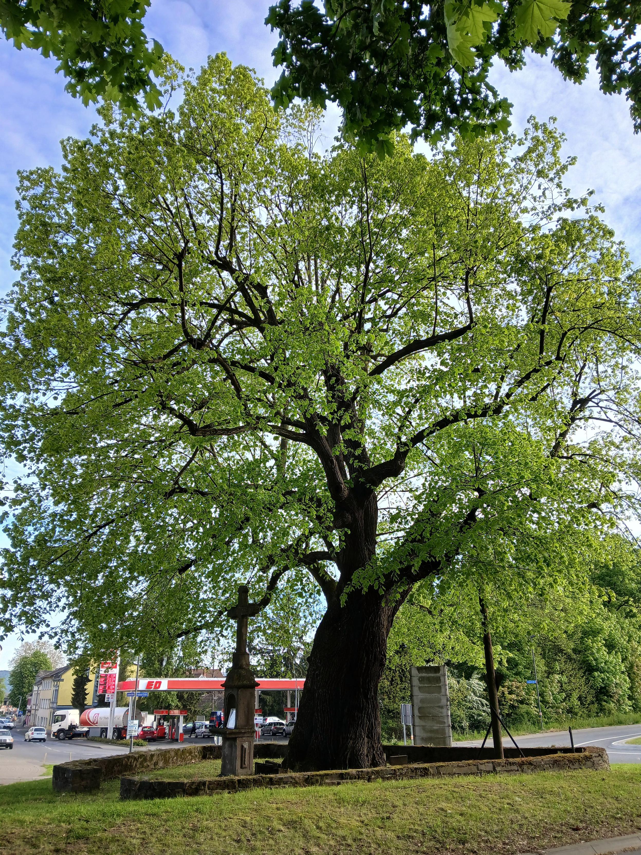 Un tilleul au large tronc en pleine feuillaison. Un crucifix est placé devant et est ceinturé par un petit muret. 

A lime tree with a large trunk in full foliage. A crucifix is placed in front and is surrounded by a small low wall.