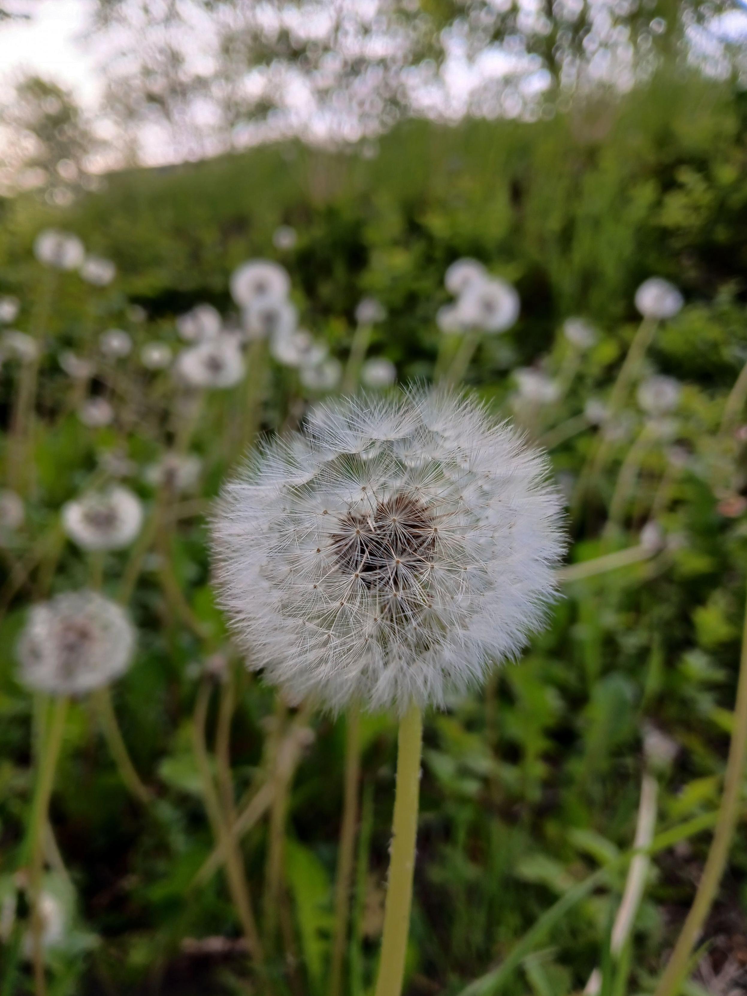 Des fleurs de pissenlit après la floraison.

Dandelion flowers after blooming.