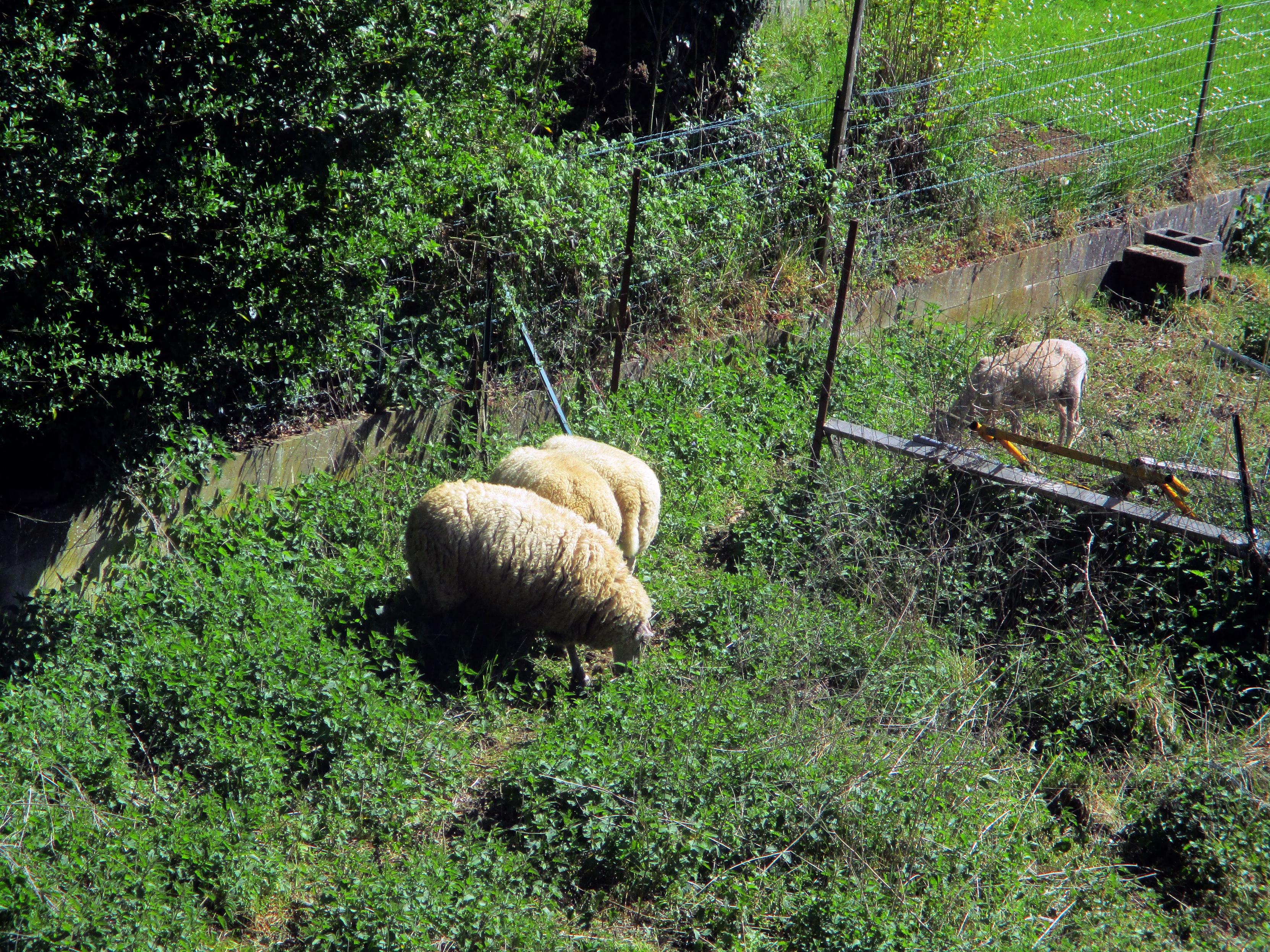 Trois moutons dans un jardin et un agneau un peu en retrait.

Three sheep in a garden and a lamb a little behind.