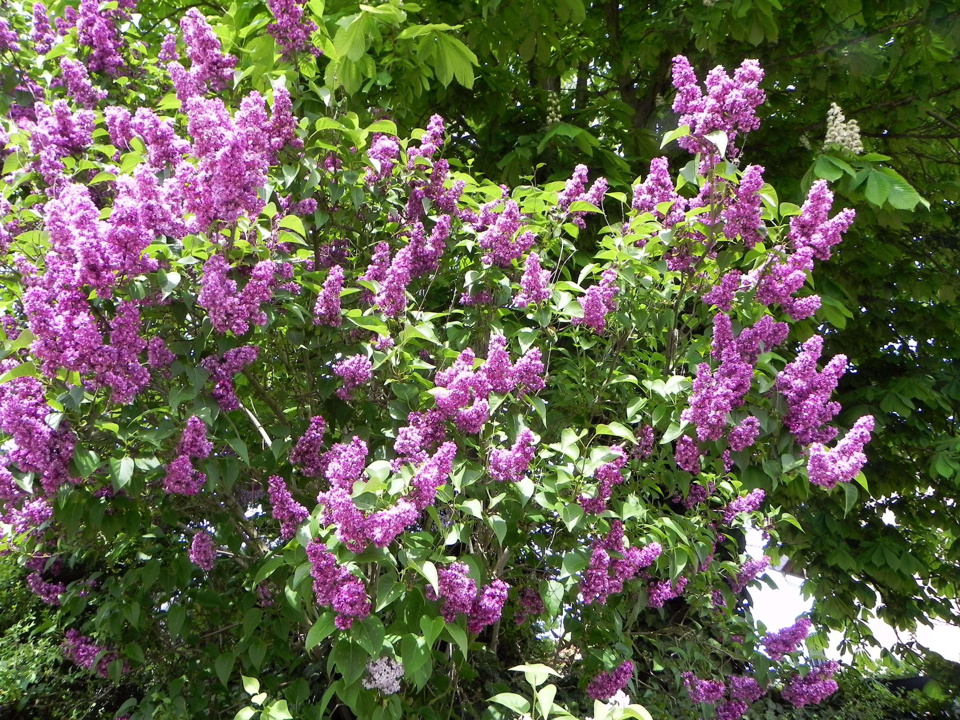 Un magnifique Lilas en pleine floraison exhalant un parfum enivrant.

A pretty lilac tree in full blooming exhaling a heady fragrance.