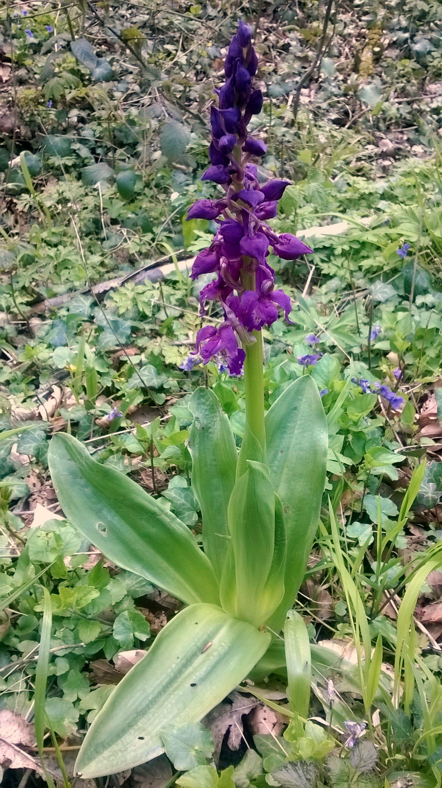 Orchis Mâle - Orchis Mascula - Early-purple orchid