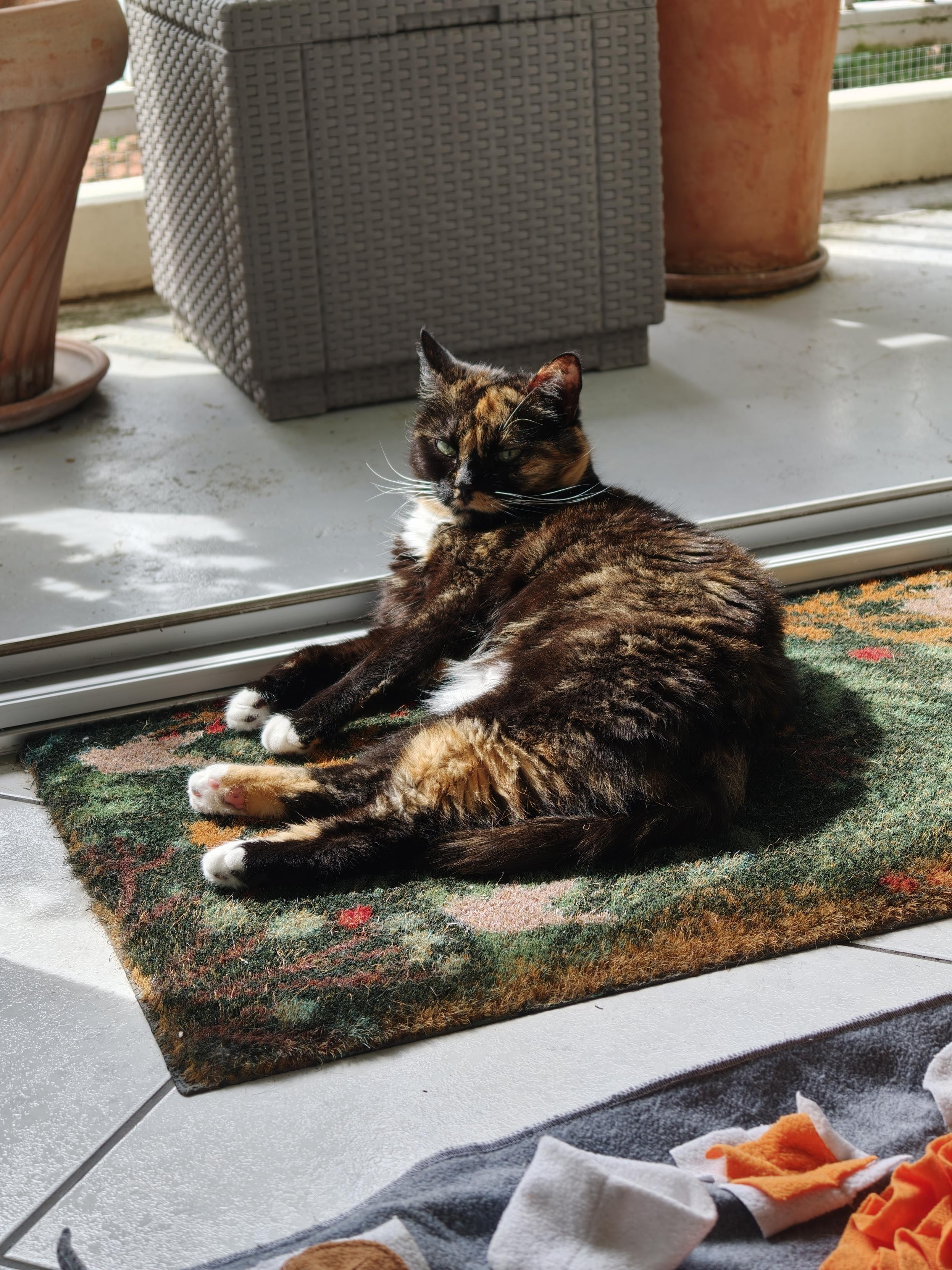 Isis ma chatte dans un rayon de soleil sur le paillasson devant le balcon