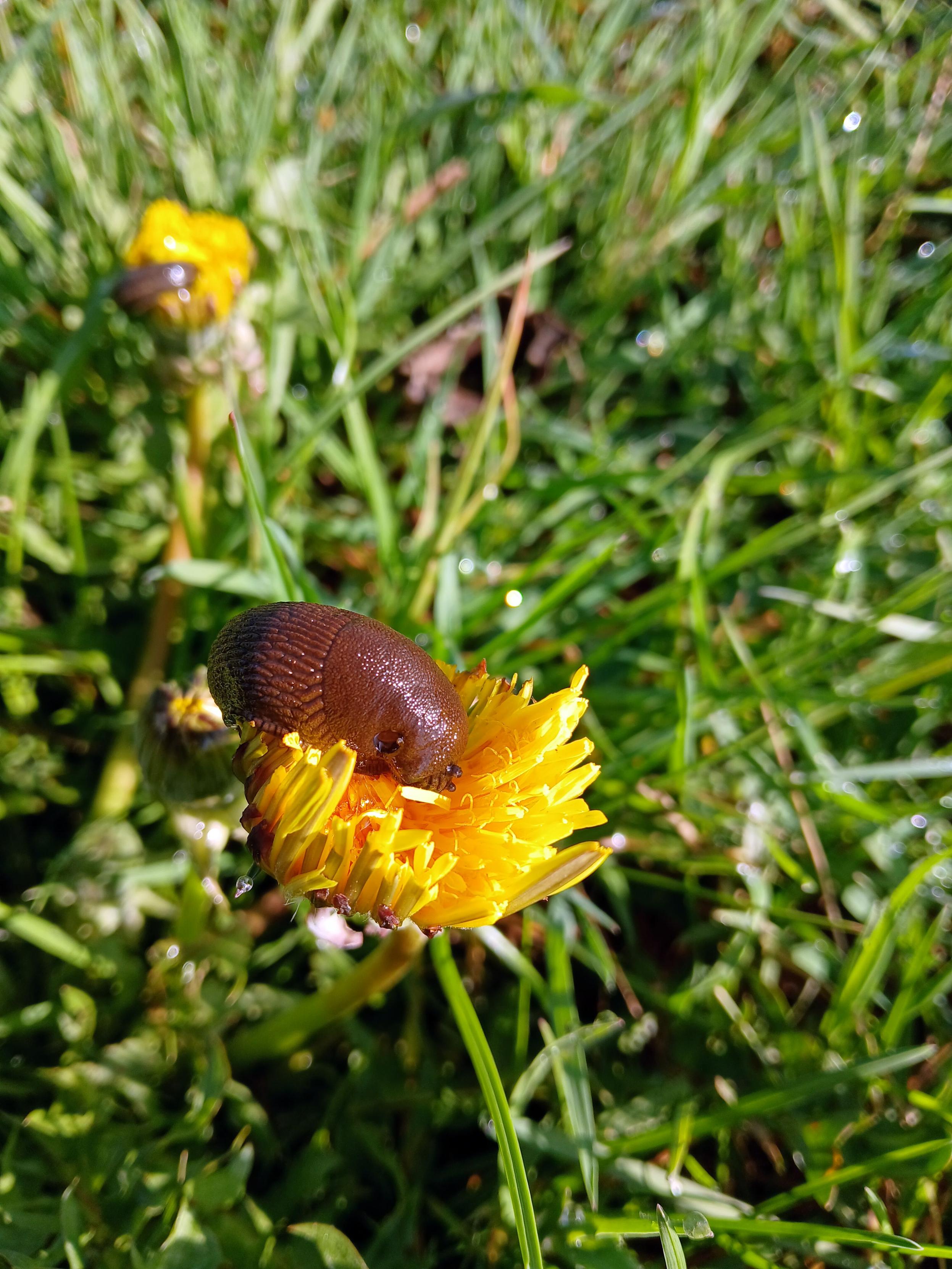 Une limace à l'assaut d'une fleur de pissenlit.

A slug attacking a dandelion flower.