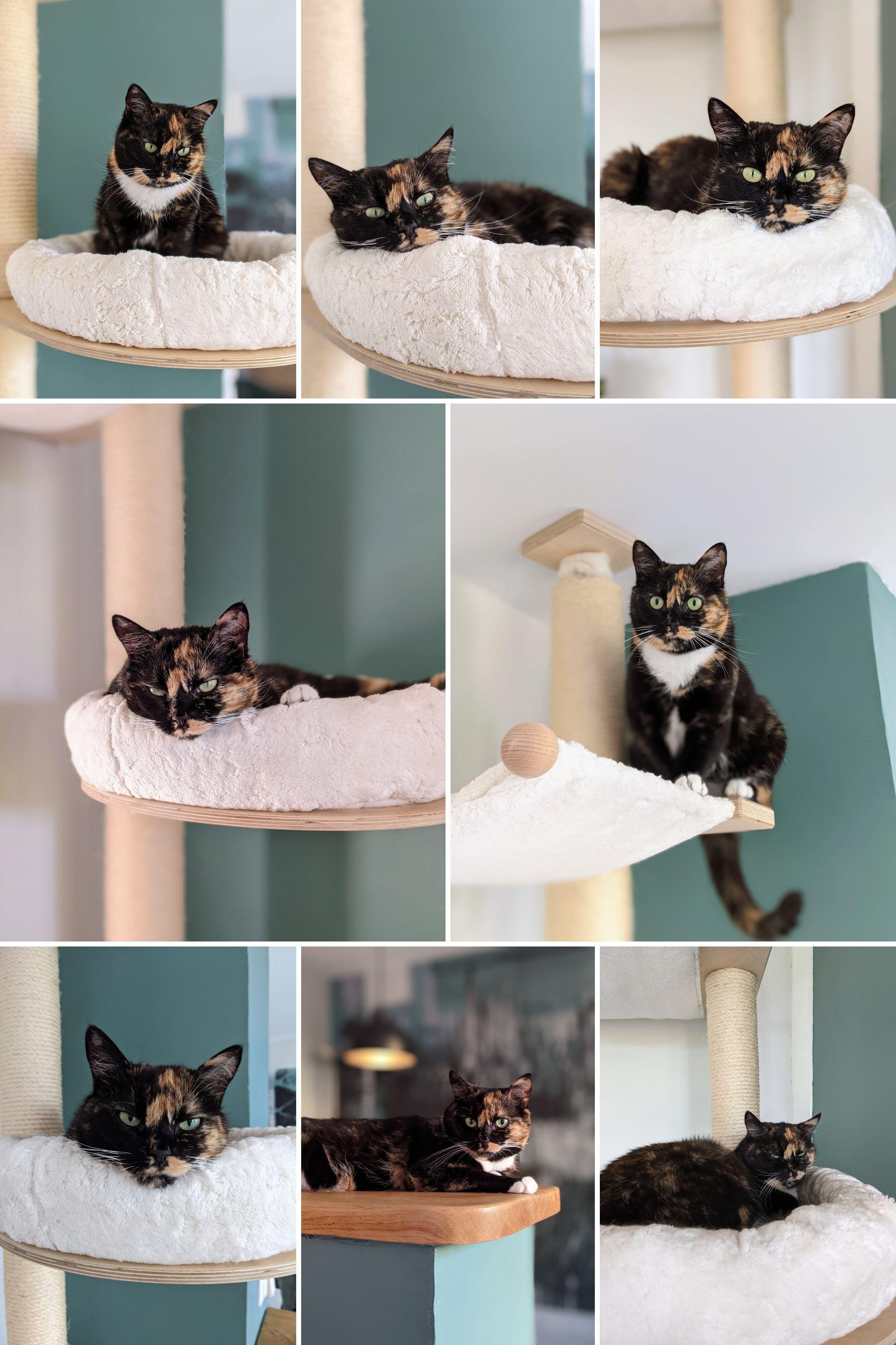Patchwork de photos d'Isis ma chatte