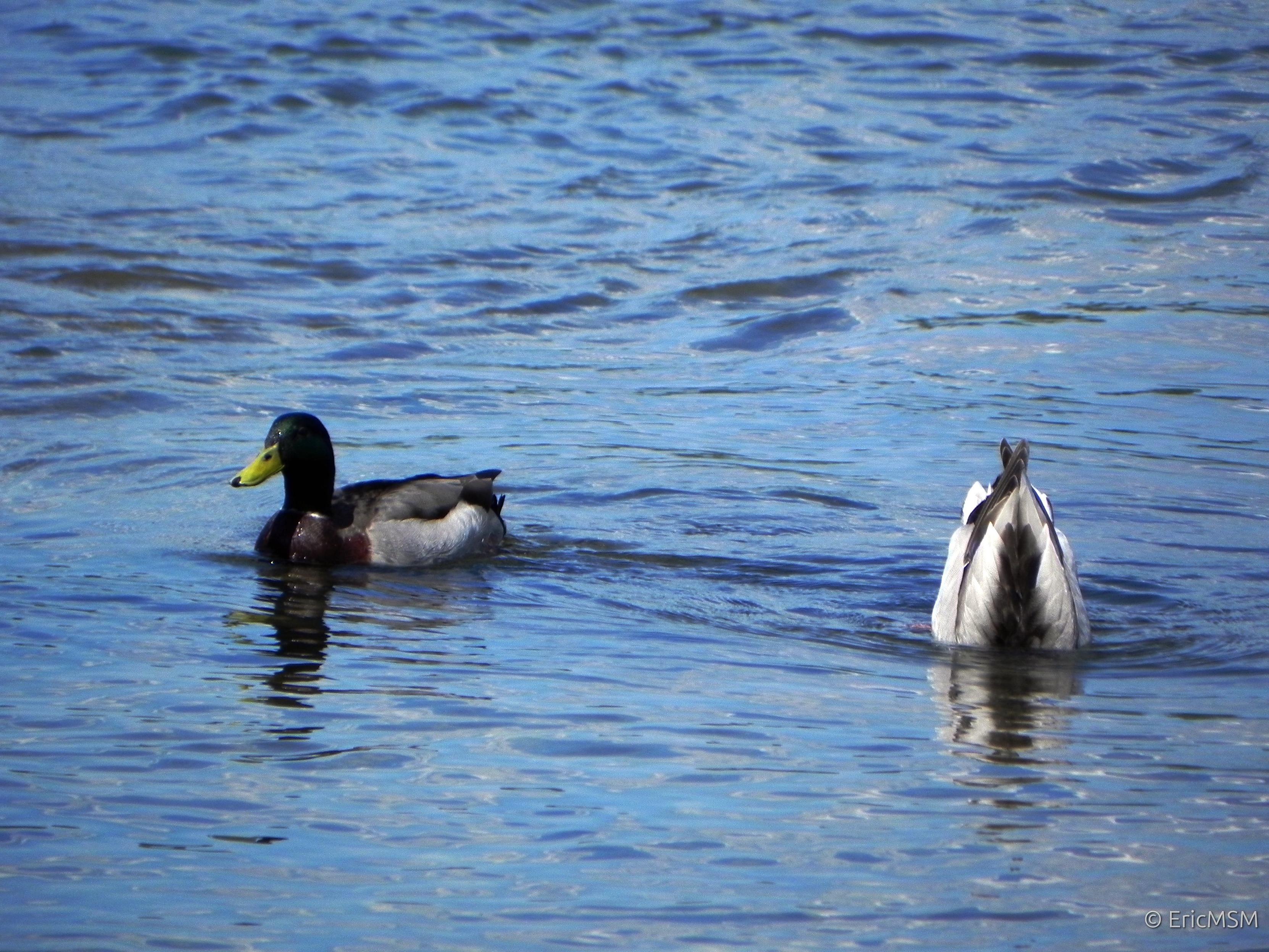 deux colverts sur l'eau, celui de gauche nage paisiblement tandis que celui de droit a plongé la tête dans l'eau et est à la verticale. 

two mallards on the water, the one on the left swims peacefully while the one on the right has plunged its head into the water and is vertical.