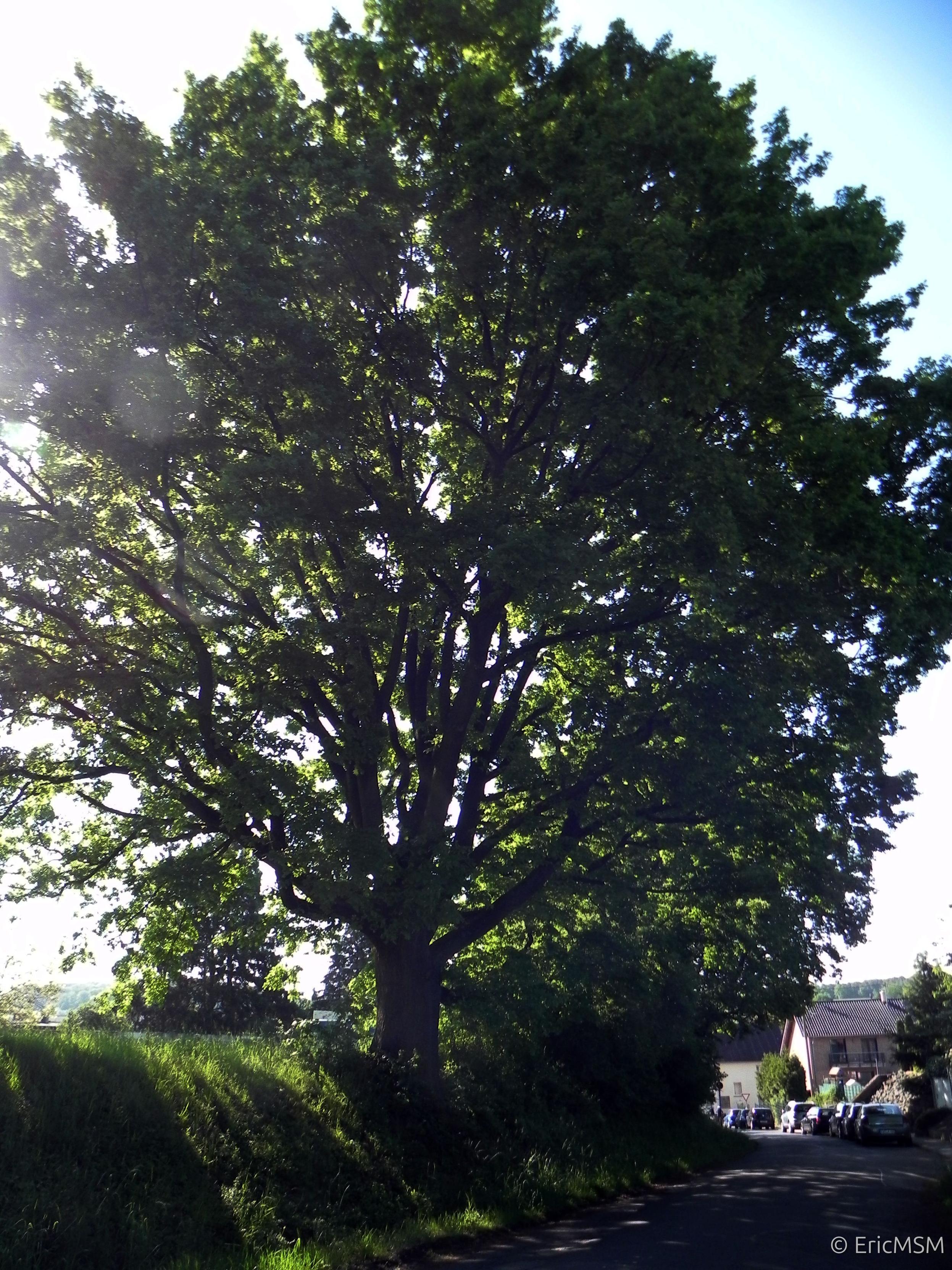Un beau chêne en léger surplomb d'une rue avec un léger contre-jour qui donne des reflets dans la photo. 

A beautiful oak tree slightly overlooking a street with a slight backlight which gives reflections in the photo.