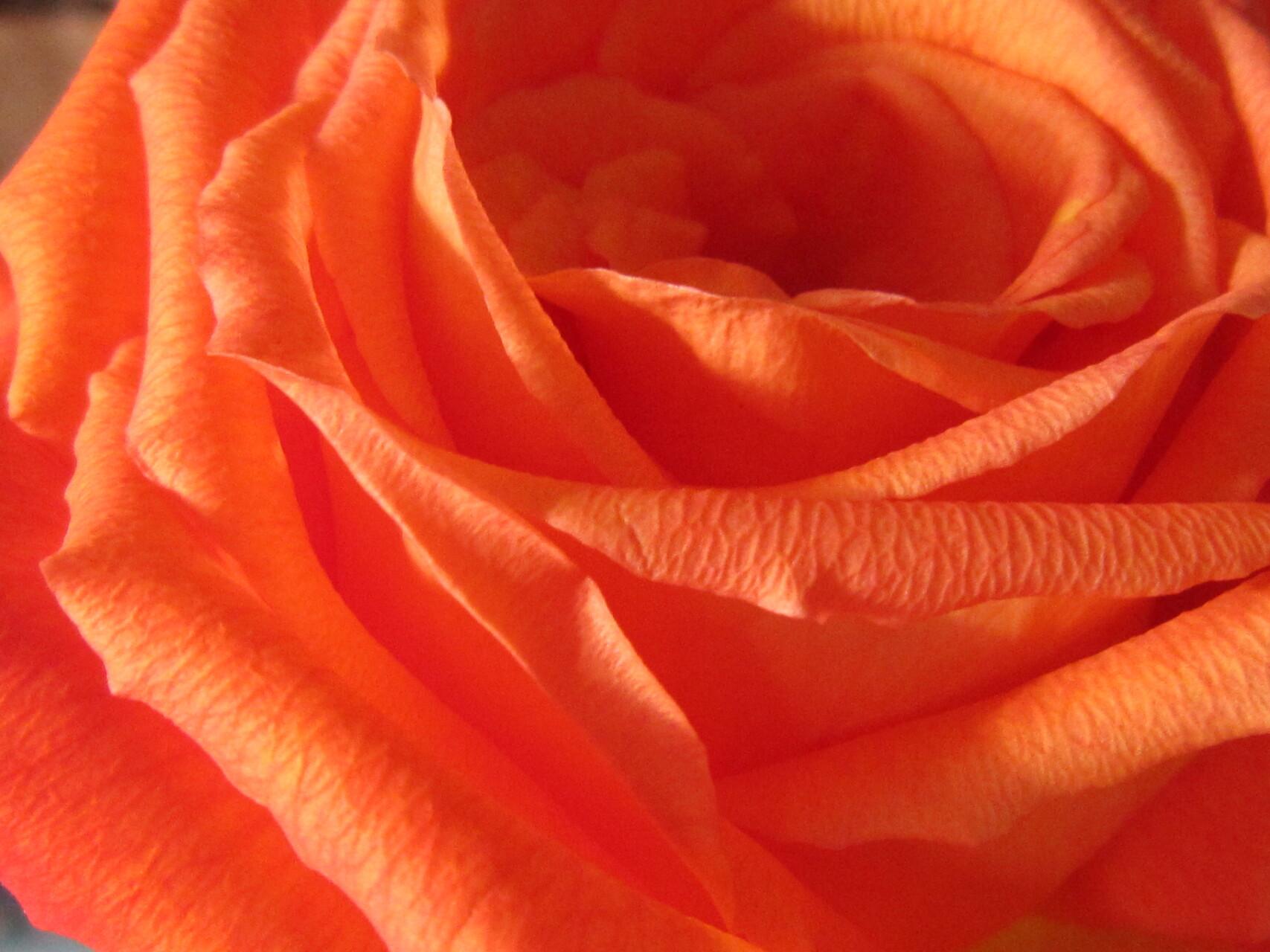Rose de couleur orangée, gros plan sur la fleur et ses pétales.