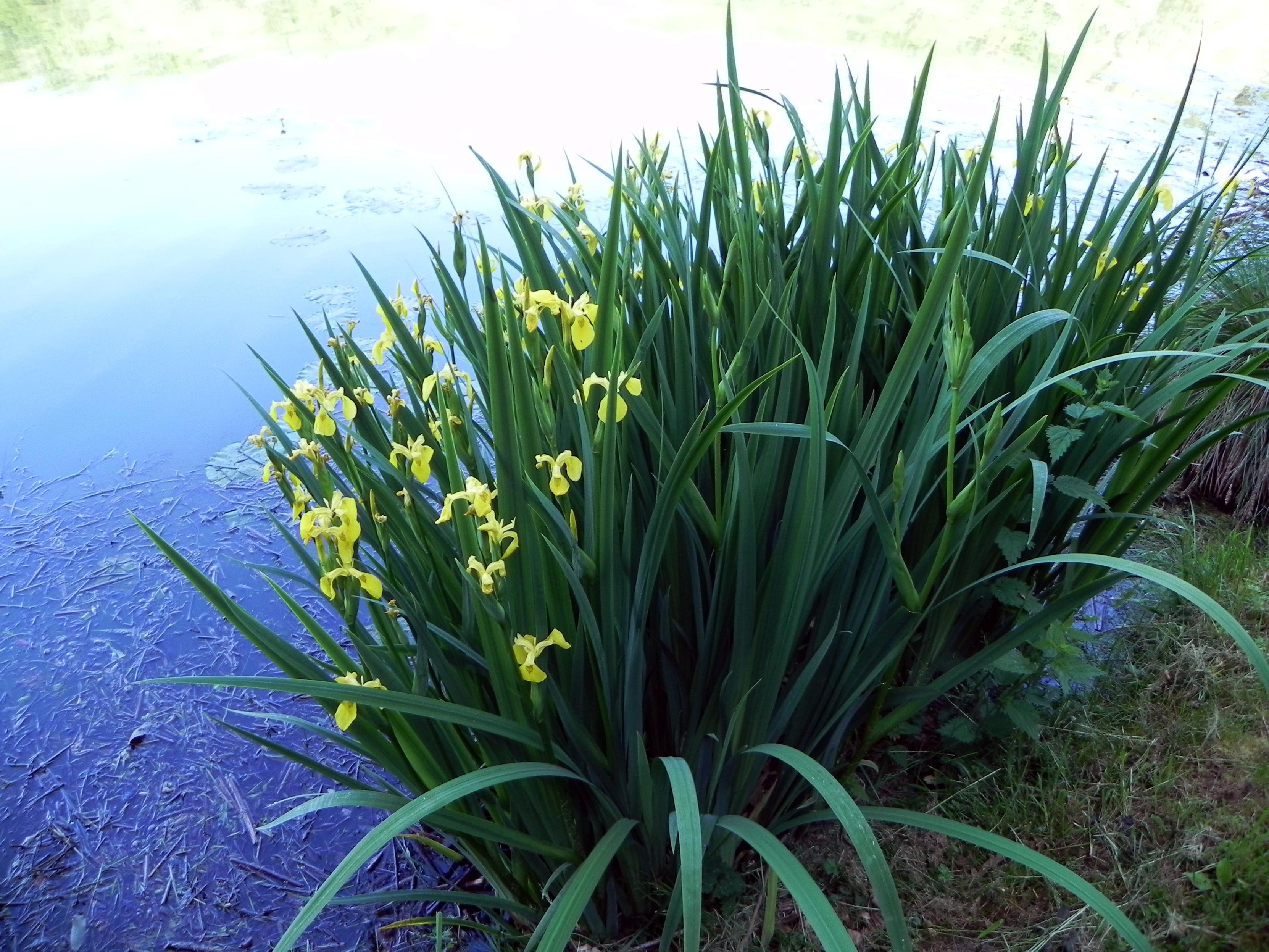Un beau massif d'iris des marais au bord de la Waldsee Rieden.

A beautiful bed of marsh iris on the banks of the Waldsee Rieden.