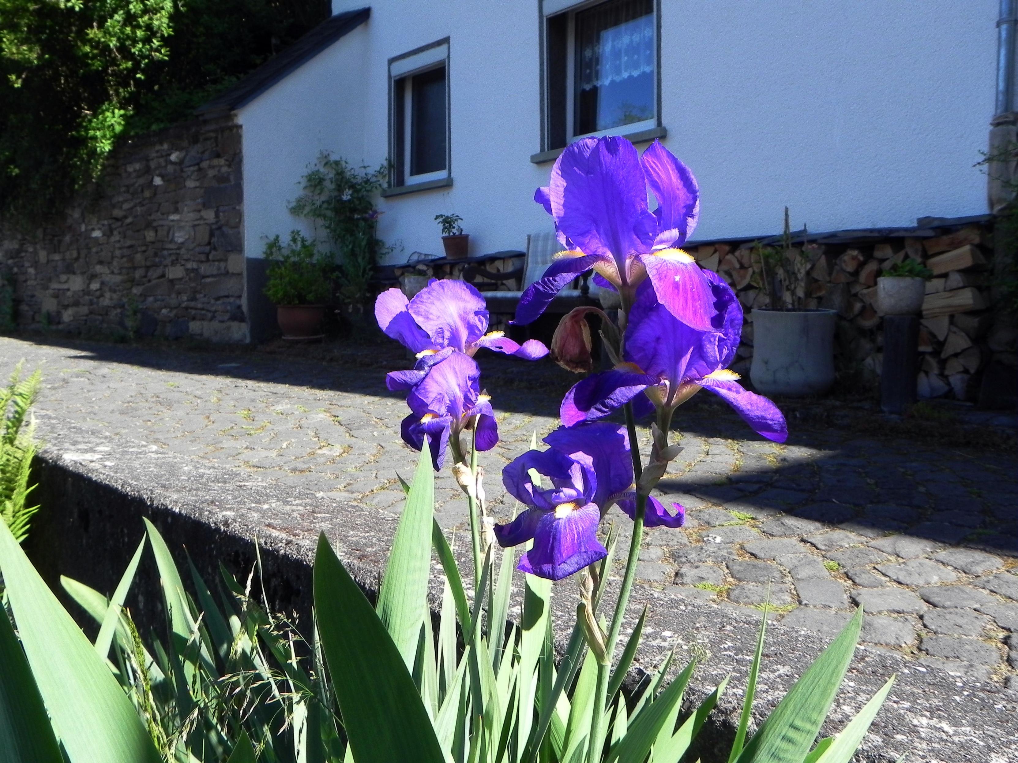 Des Iris d'Allemagne en fleur dans un petit jardinet au bord d'une rue sans issue. Dans le fond, une maison est visible avec deux fenêtres.

German bearded irises in bloom in a small garden on the edge of a dead end street. In the background, a house is visible with two windows.