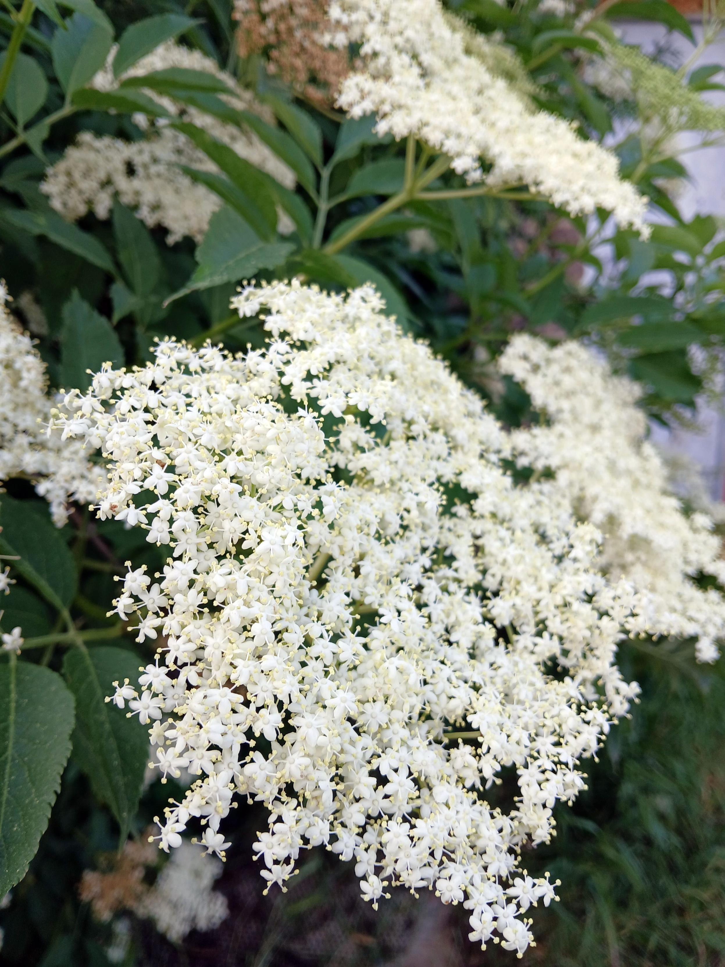 Une ombelle de fleurs de sureau noir en gros plan.

An umbel of black elderflowers in close-up.