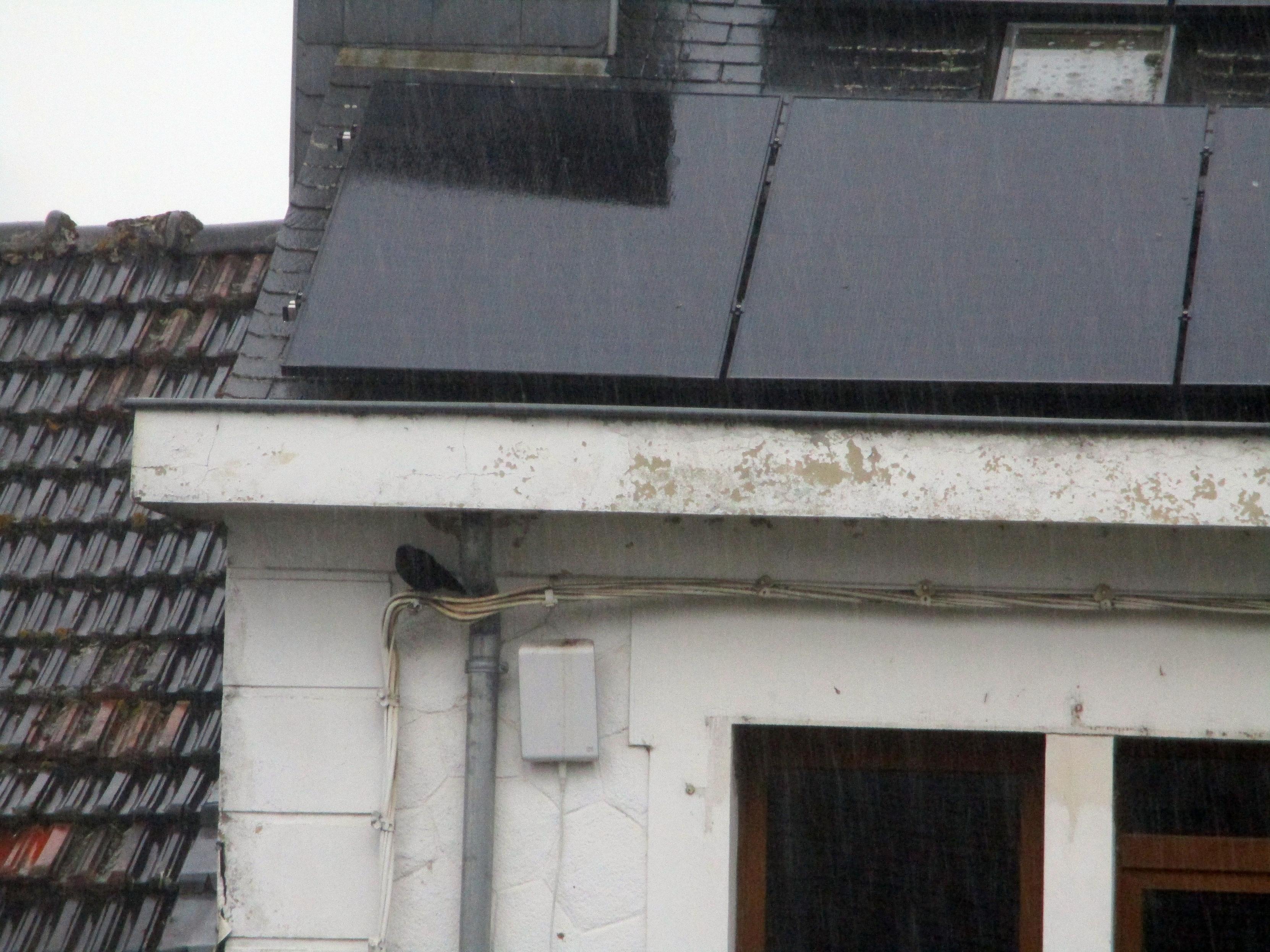 Une corneille s'est mise à l'abri sous la corniche d'un toit pour se protéger de la pluie intense. 

A crow took shelter under the cornice of a roof to protect itself from the intense rain.