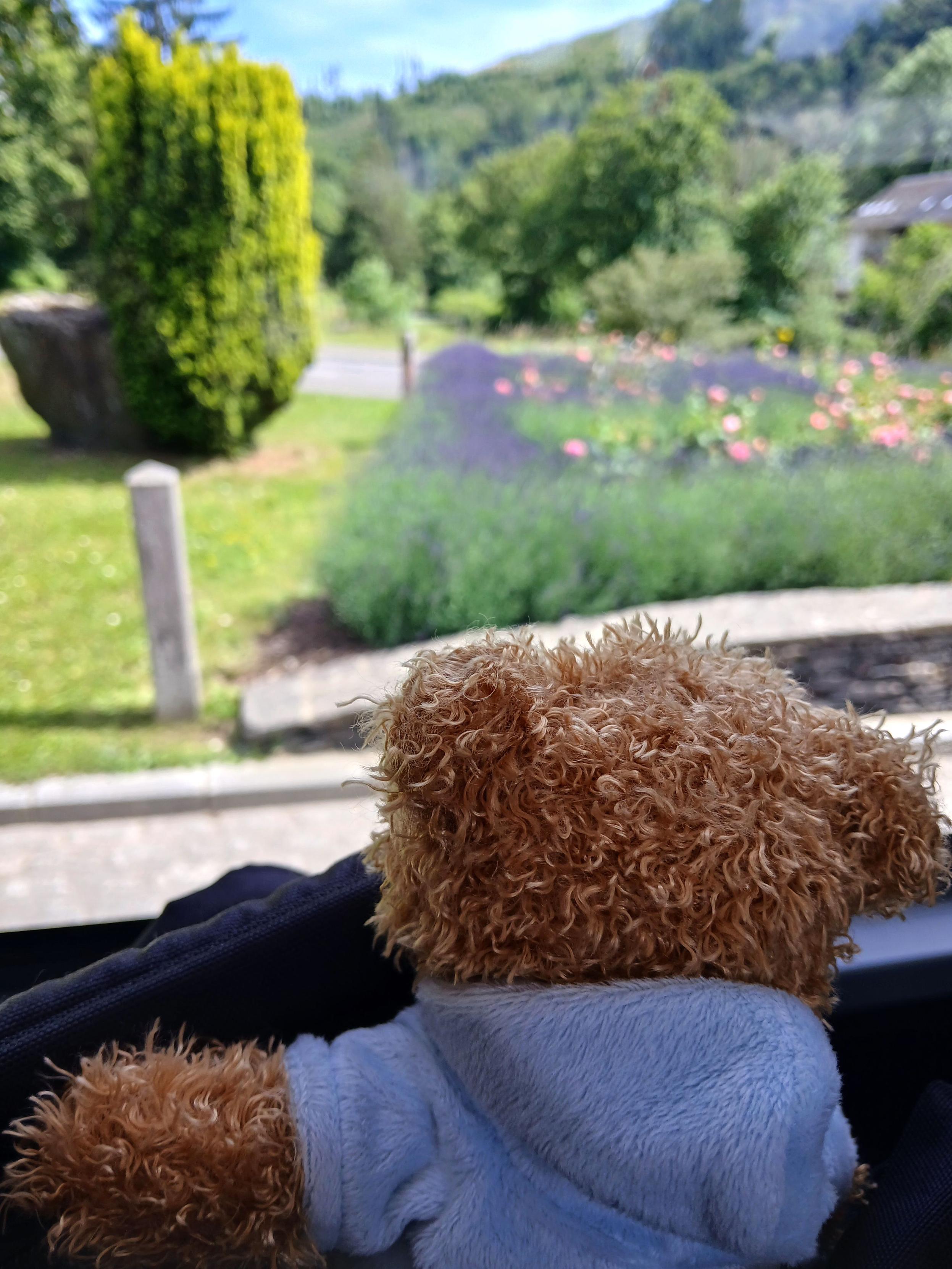 Un ourson en peluche qui regarde par la fenêtre du bus