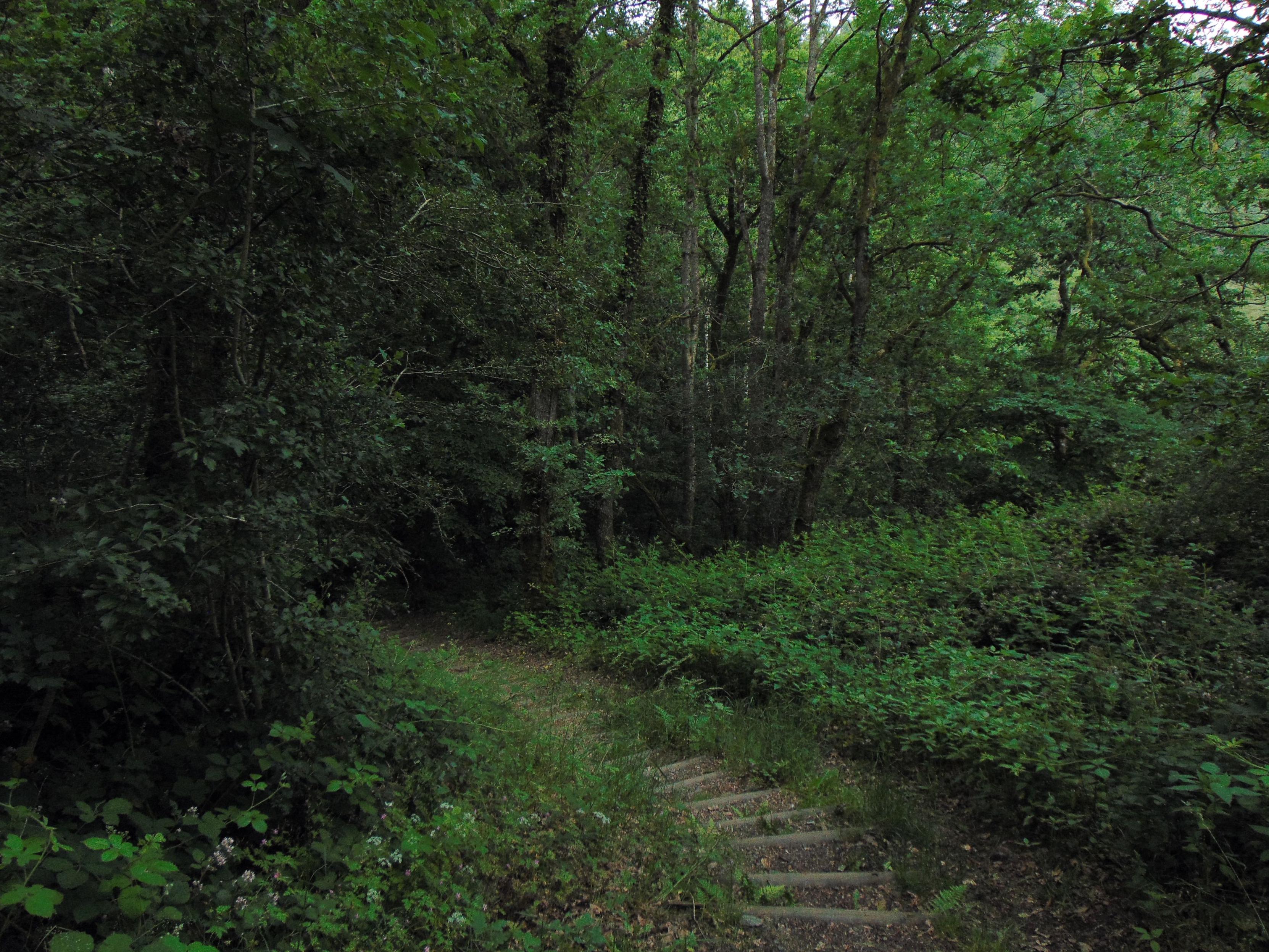 Un chemin en escalier assez étroit, étroite communion avec la nature environnante.