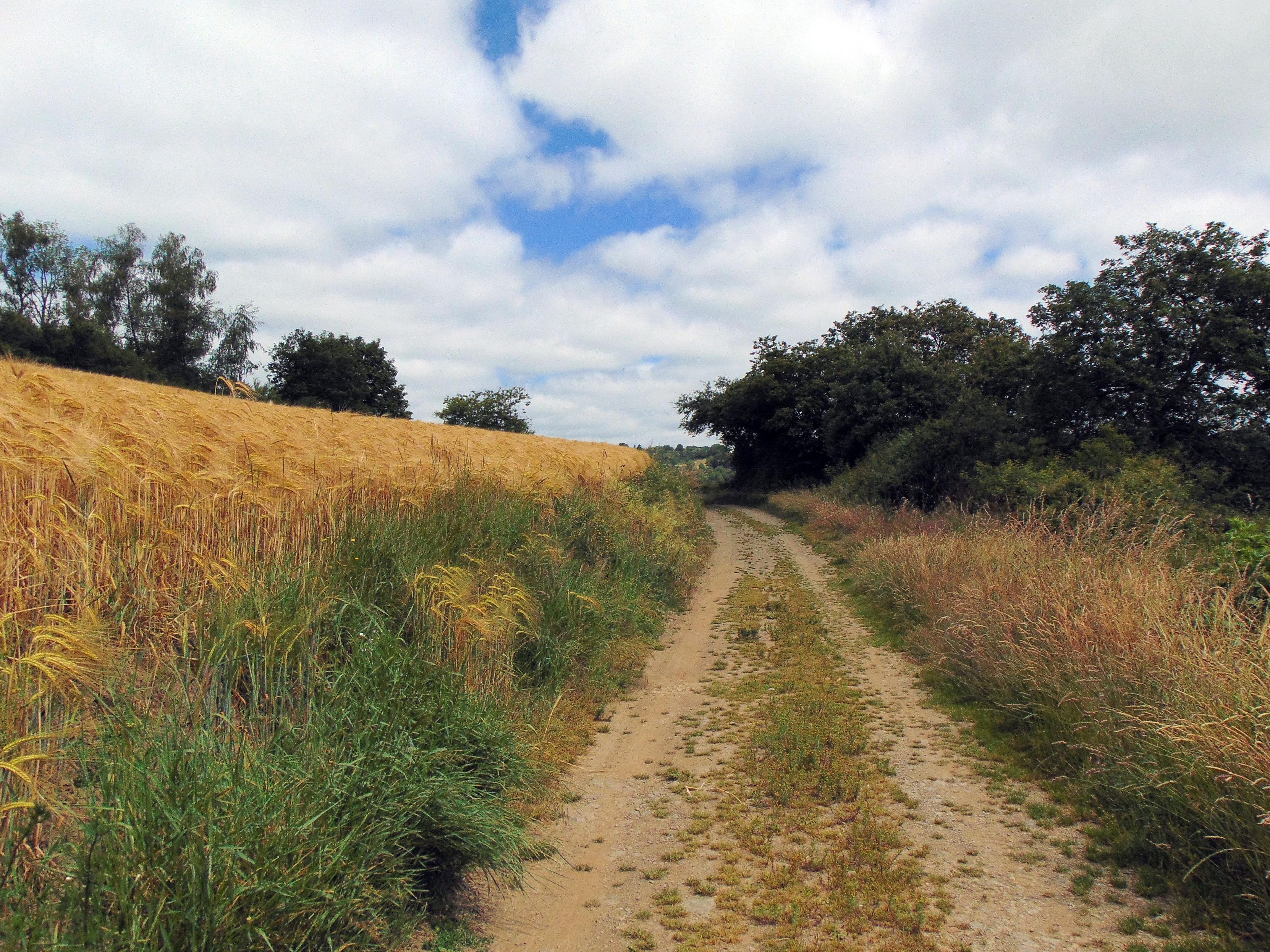 Le chemin le long d'un champ
