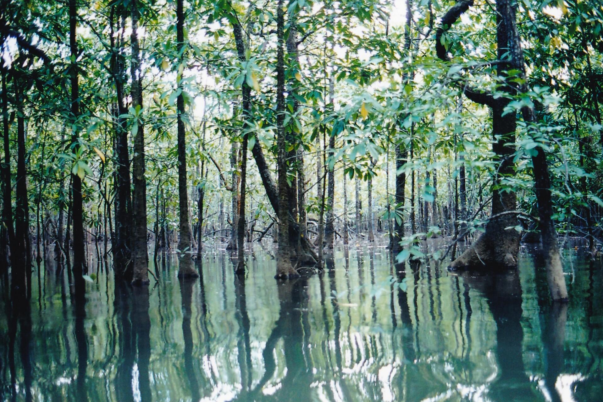 Mangrove dans le Queensland en Australie.
