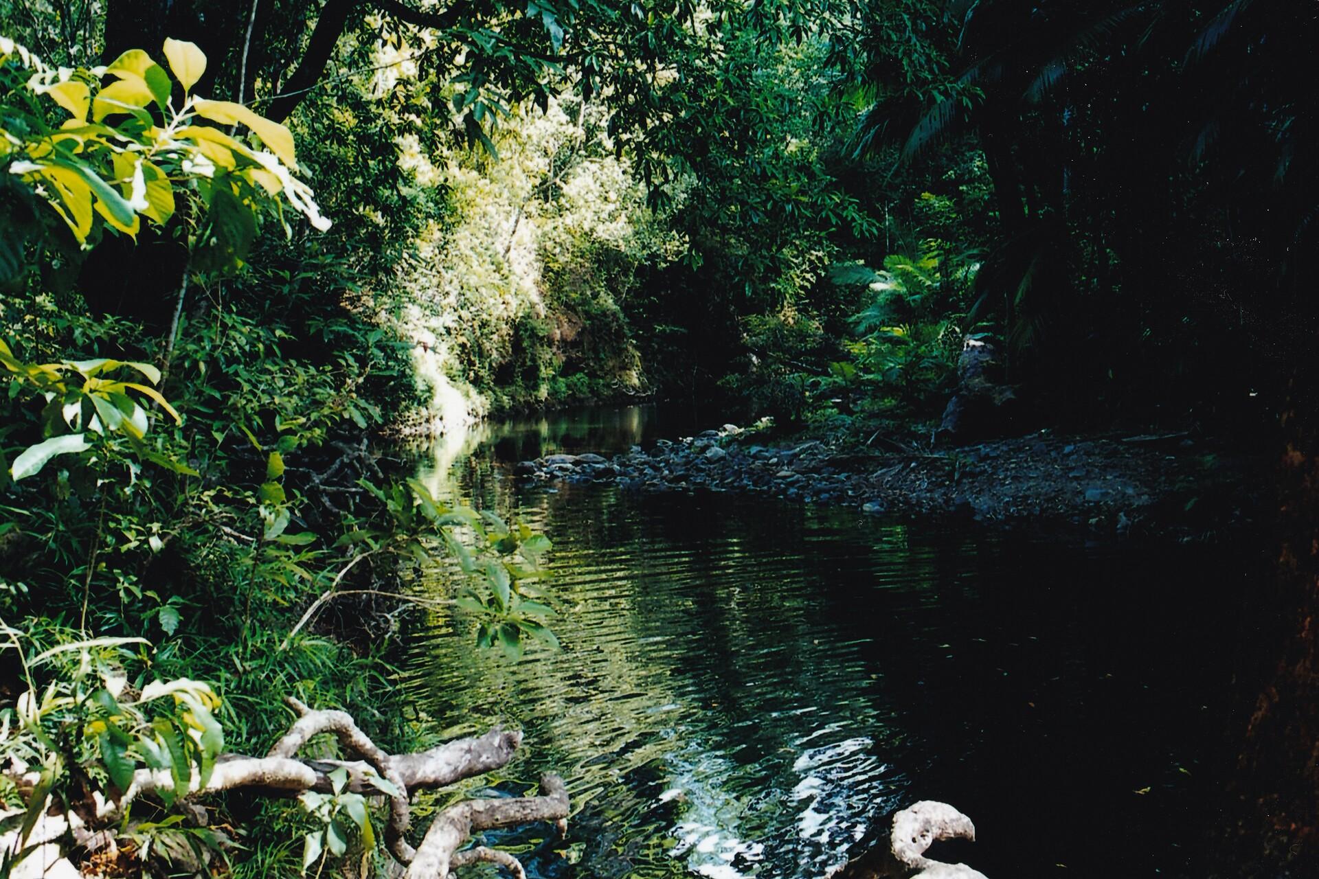 Forêt tropicale et cours d’eau ombragé dans le Queensland en Australie.