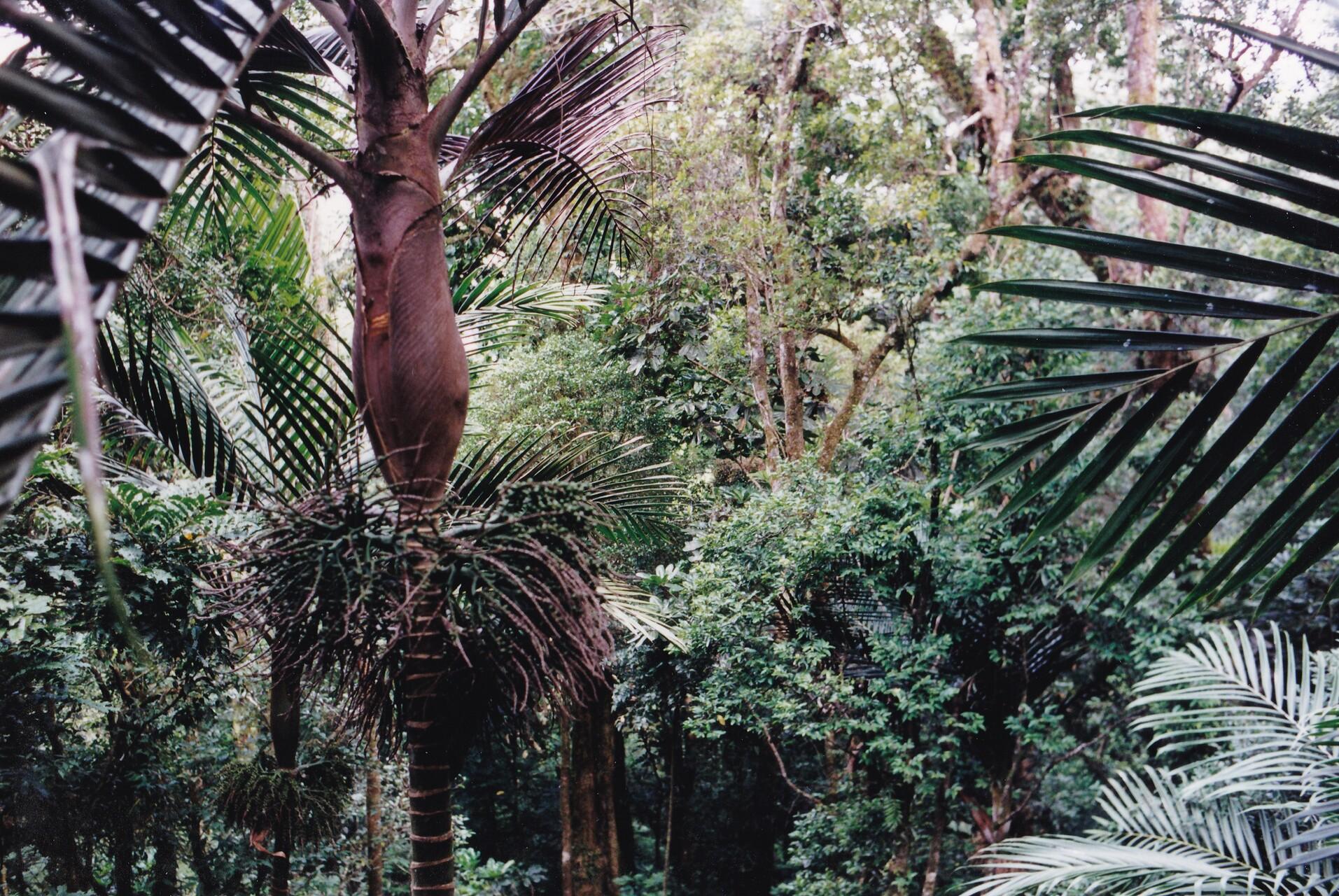 Forêt tropicale en Nouvelle-Calédonie, avec des fougères géantes.