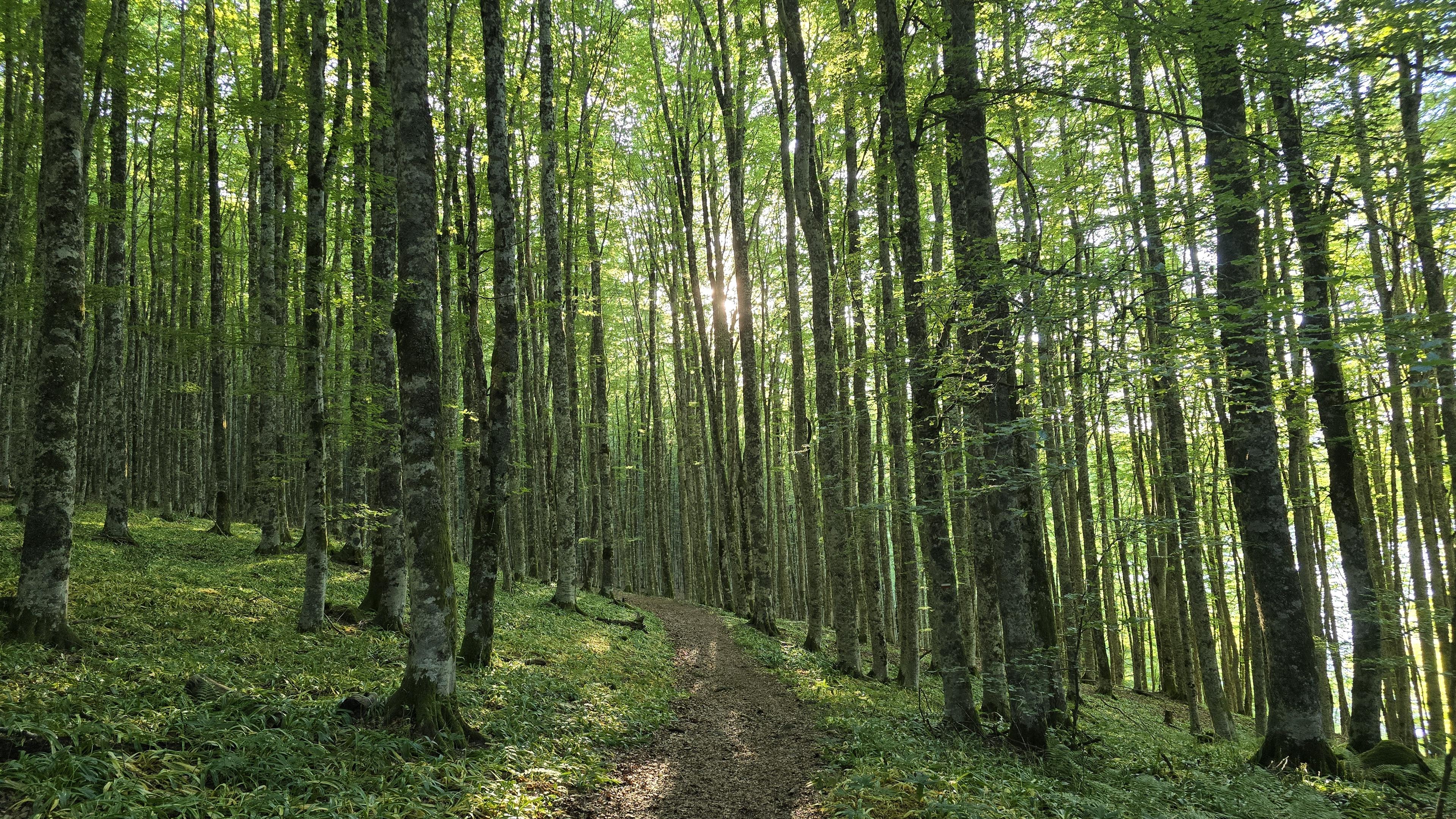 Forêt de hêtres en Auvergne, une belle lumière verte filtre à travers le feuillage.