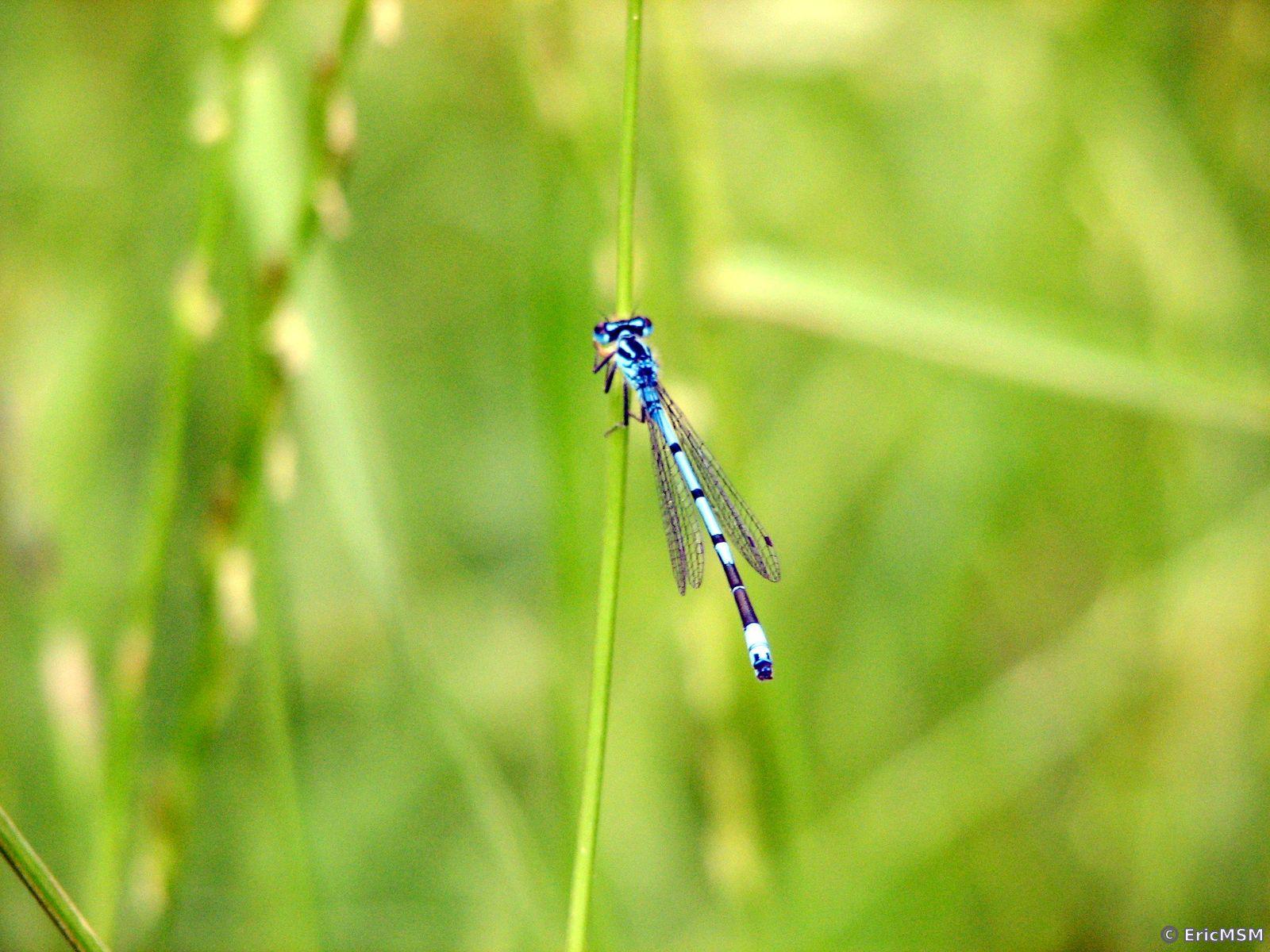 Agrion de Mercure ♂️ 
(Coenagrion mercuriale)

southern damselfly ♂️ (Coenagrion mercuriale)