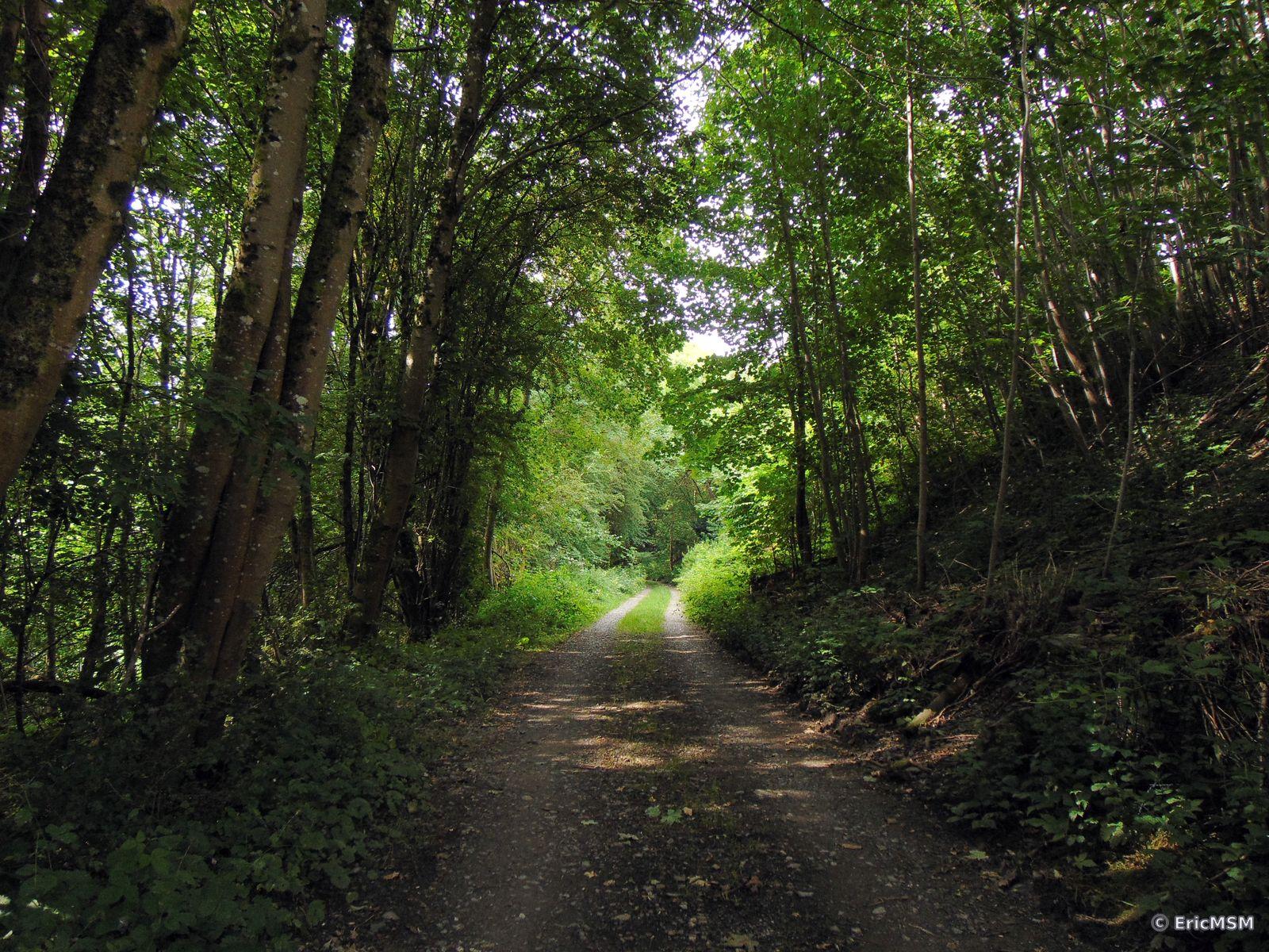 Chemin dans les bois
