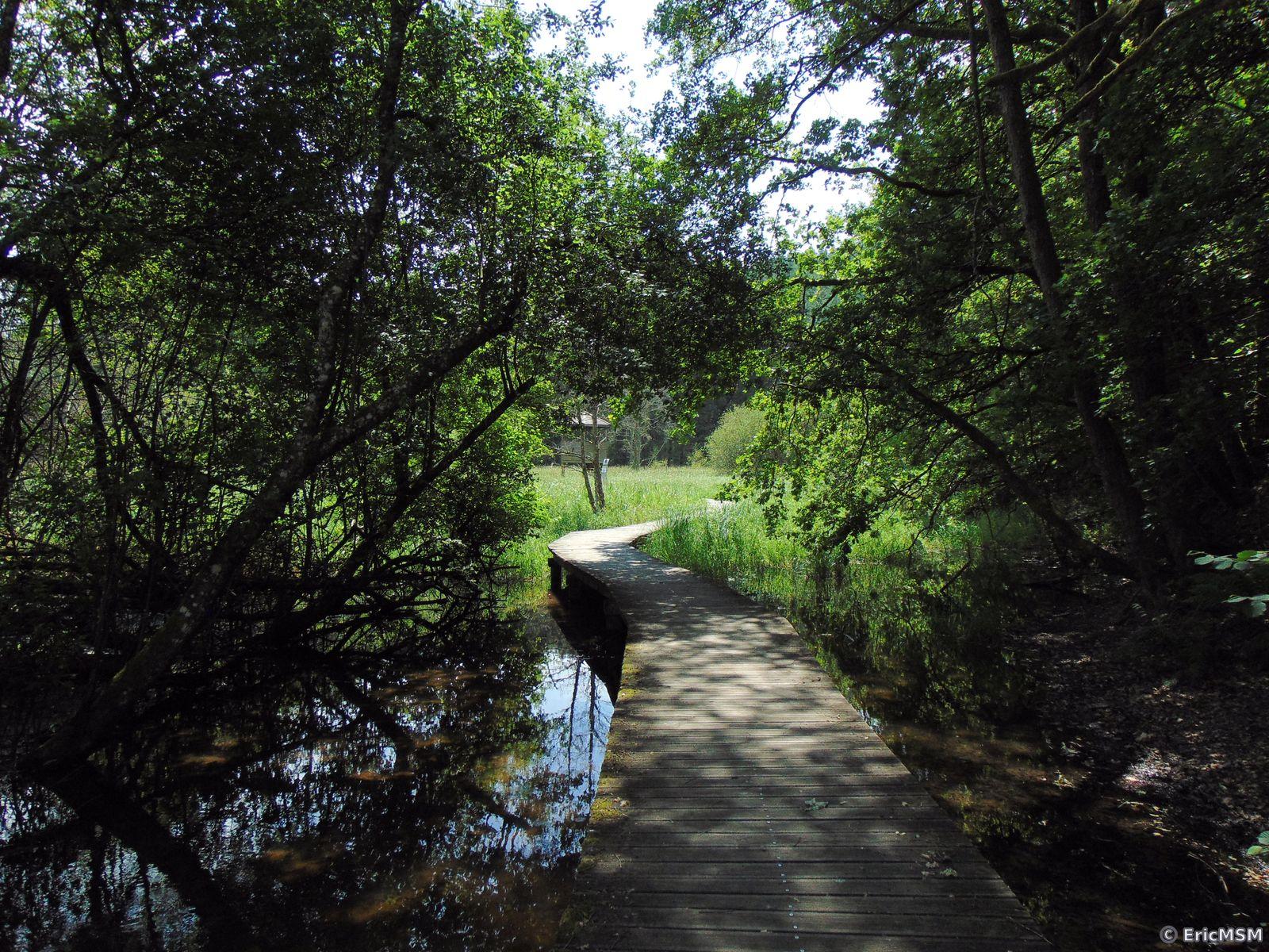 Sur les chemins en caillebotis sur l'étang de Bergh