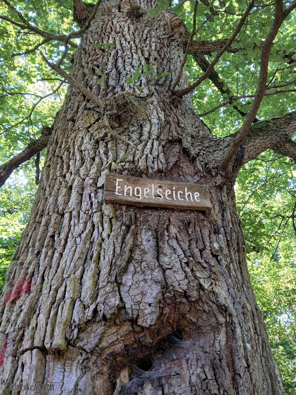 Un tronc de chêne avec une pancarte en bois mentionnant Engelseiche (le chêne de l'ange) vu en plan rapproché. 

An oak trunk with a wooden sign mentioning Engelseiche (the angel's oak) seen in close-up.