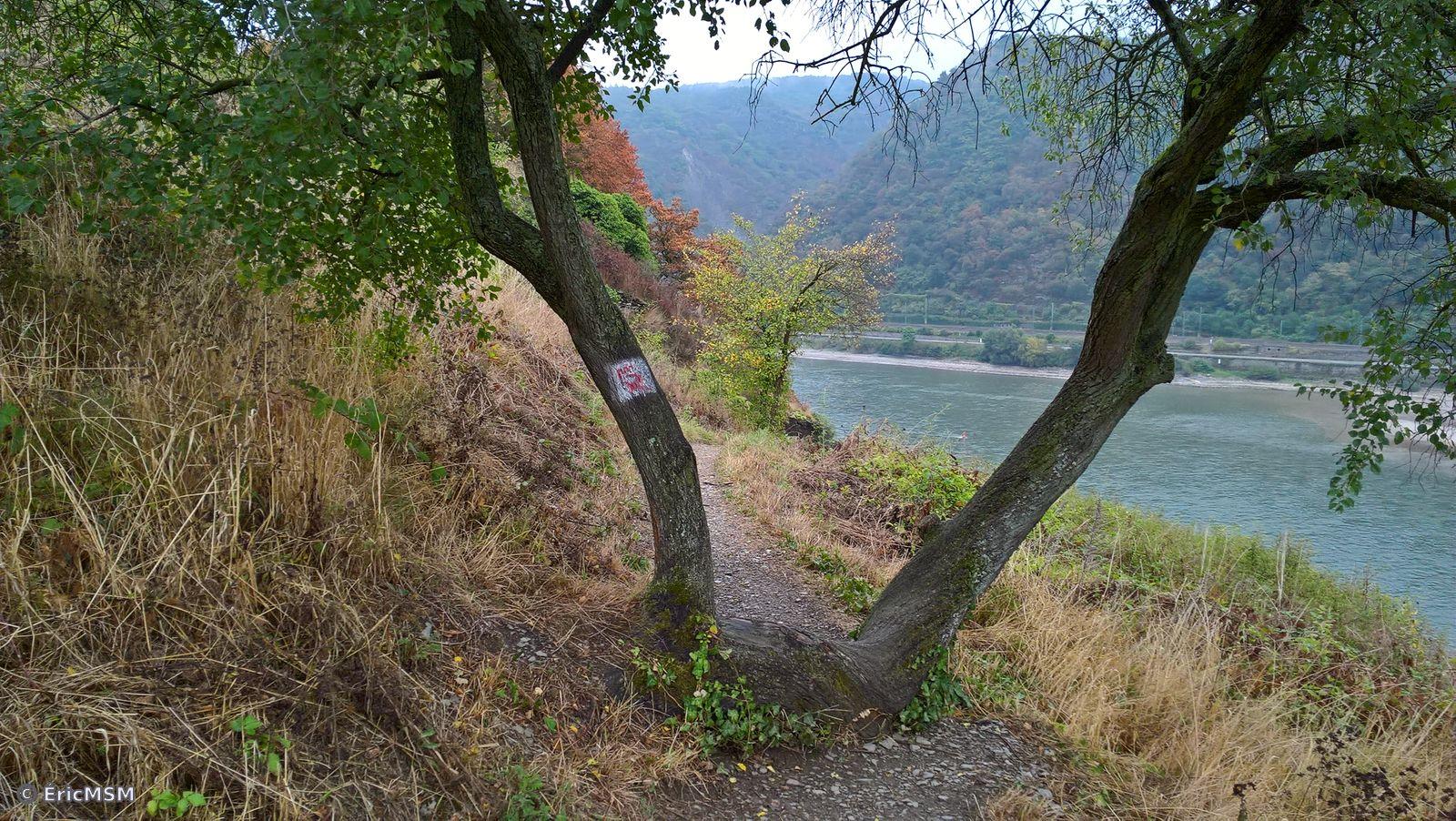 Un sentier étroit entre deux troncs d'arbres en surplomb du Rhin.

A narrow path between two tree trunks overlooking the Rhine.