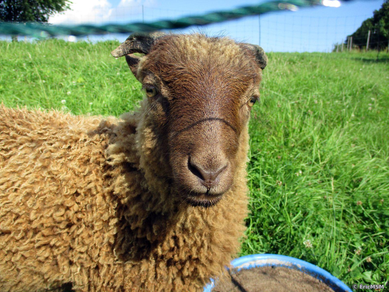 Un mouton au pelage brun clair et avec de petites cornes sur le haut de la tête. dans une pâture bien verte. 

A sheep with light brown fur and small horns on the top of its head. in a very green pasture.