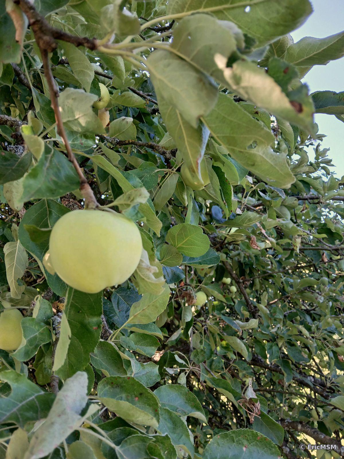 Une pomme verte dans un pommier sauvage.

A green apple in a wild apple tree.