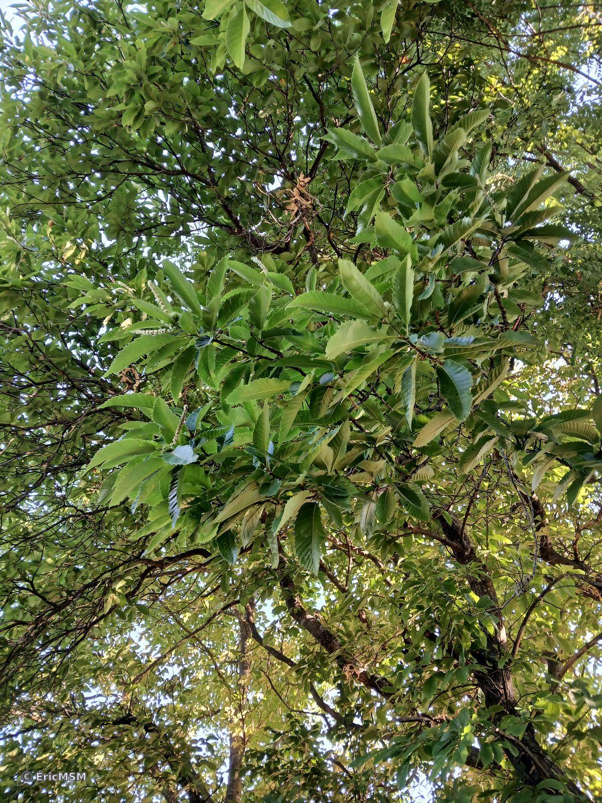 Les châtaignes sont encore petites mais elles sont bien là, cachées dans les larges feuilles de l'arbre, promesse de délices à venir.

The chestnuts are still small but they are there, hidden in the broad leaves of the tree, a promise of future delights.