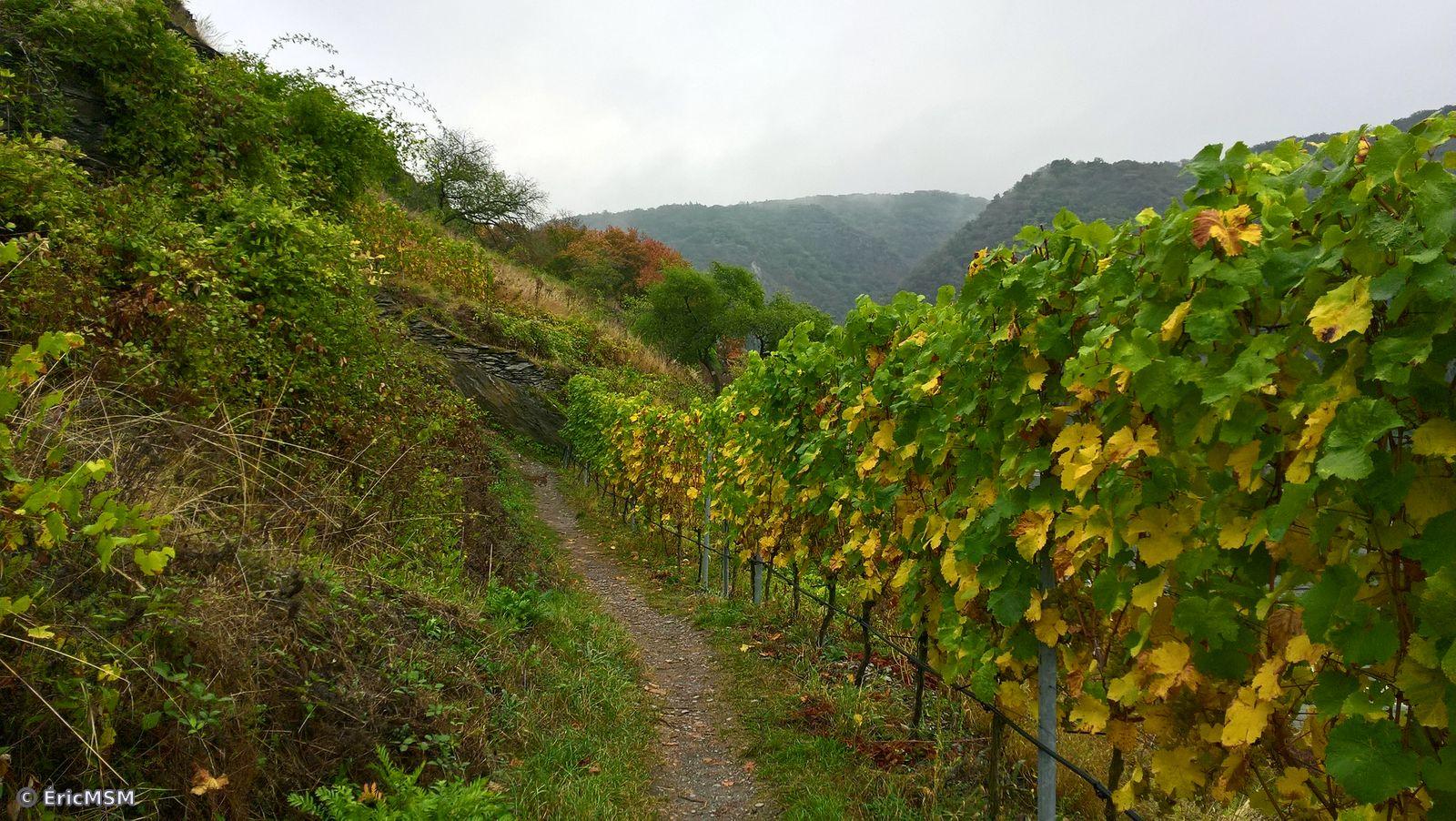Le chemin de randonnée à travers les vignes