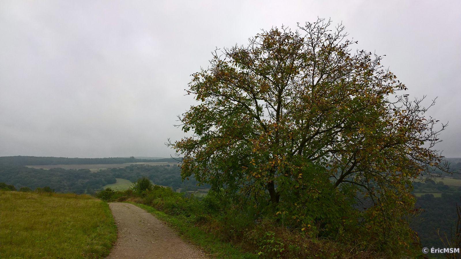 Le chemin entre l'aire de repos et le point de vue sur le Loreley
