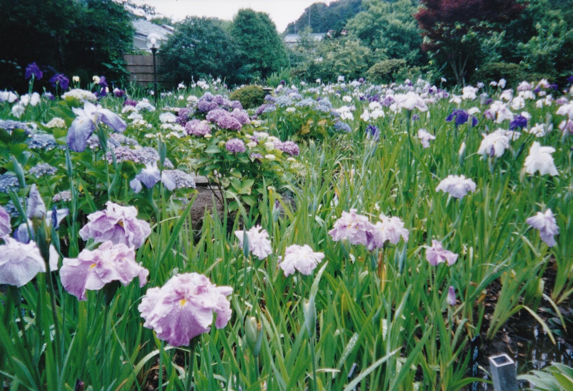 Champ d'iris du Japon, de couleur blanc-mauve, sur la péninsule de Chiba au Japon.