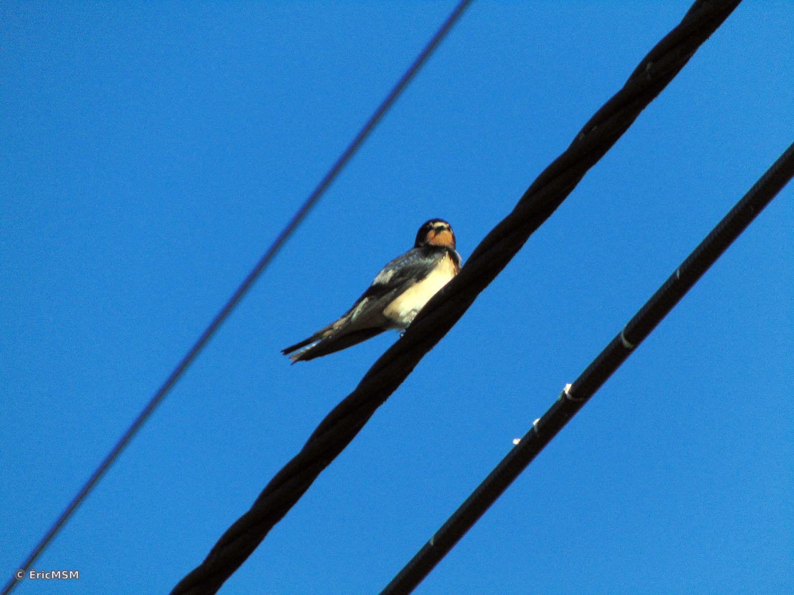 Une hirondelle rustique sur un cable électrique.
A barn swallow on a electric cable.