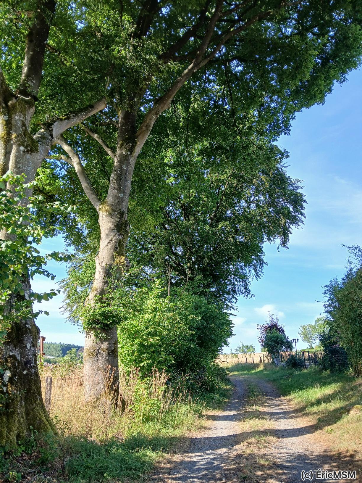Un chemin rural bordé de grands arbres à gauche.

A rural path with large trees on the left side.