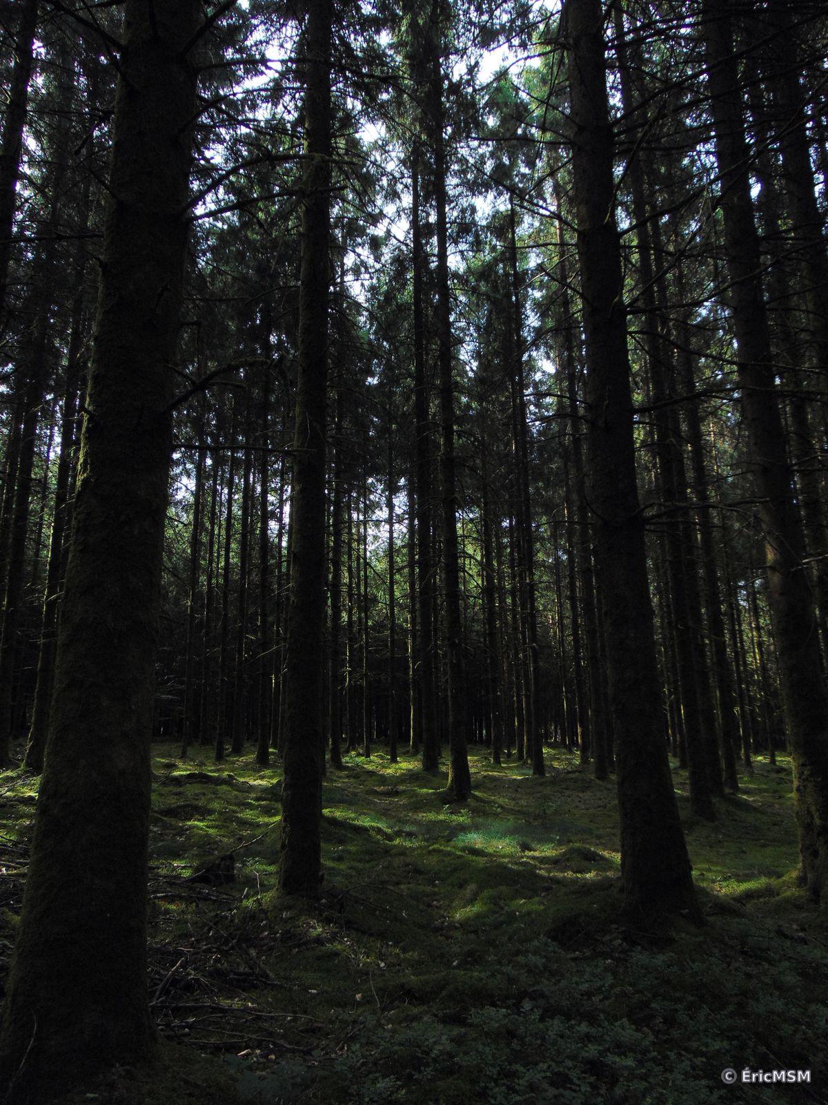 Une parcelle de bois d'épicéas en contre-jour

A plot of spruce wood against the light