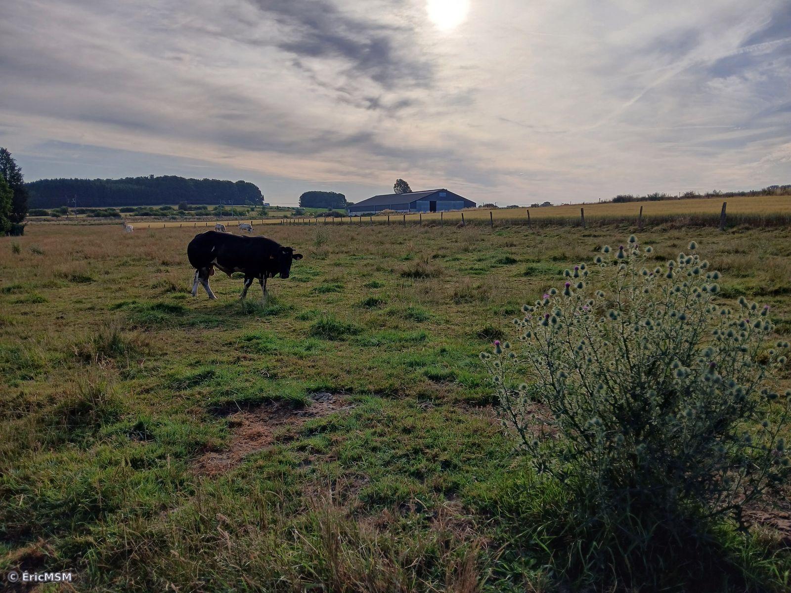 Tôt le matin, une vache noire dans une pâture dans la campagne près de la gare de Carlsbourg, le ciel est nuageux et le soleil transparaît à travers. Dans le fond, on aperçoit des massifs d'arbres.

Early in the morning, a black cow in a pasture in the countryside near Carlsburg station, the sky is cloudy and the sun shines through. In the background, we can see clumps of trees.