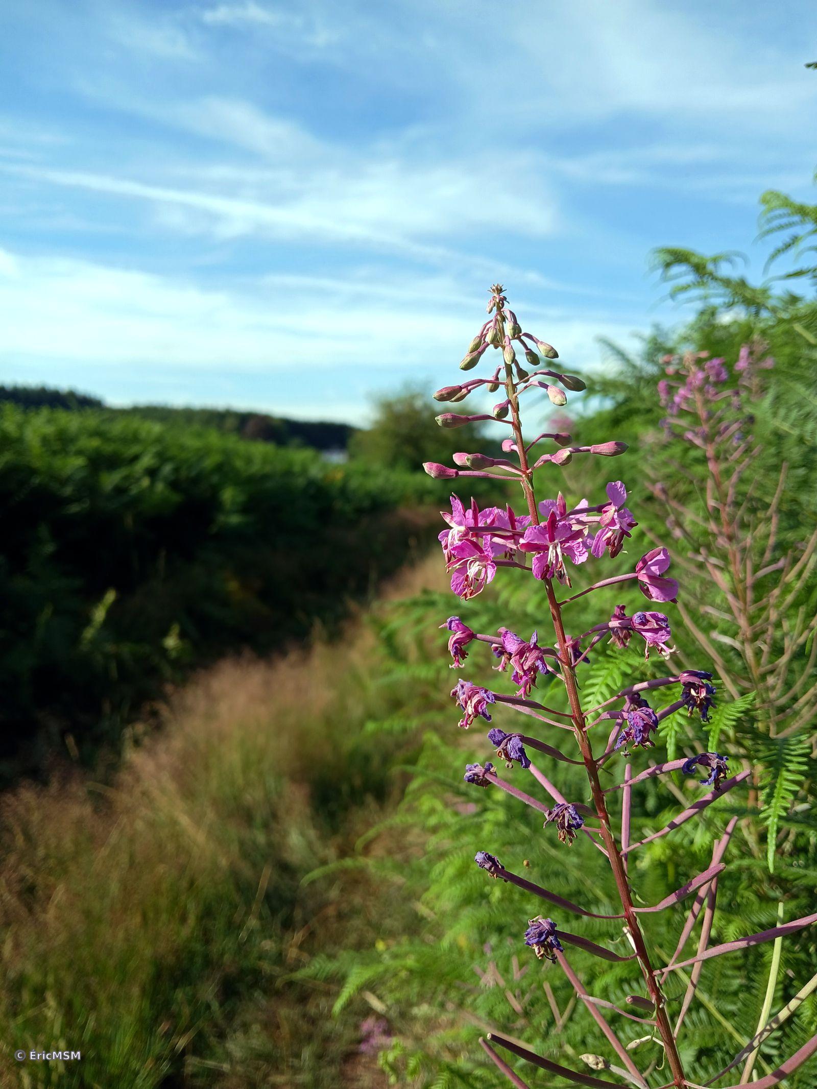 Épilobe le long d'un chemin de campagne.
Fireweed along a country lane.