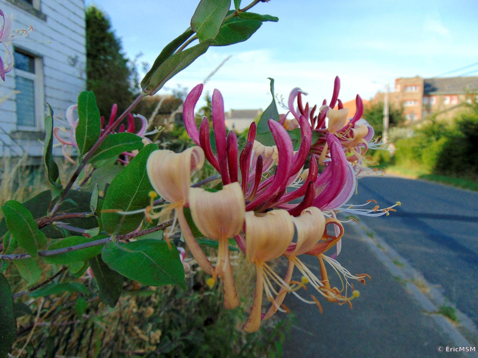 De jolies inflorescences de chèvrefeuille.

Pretty honeysuckle inflorescences.